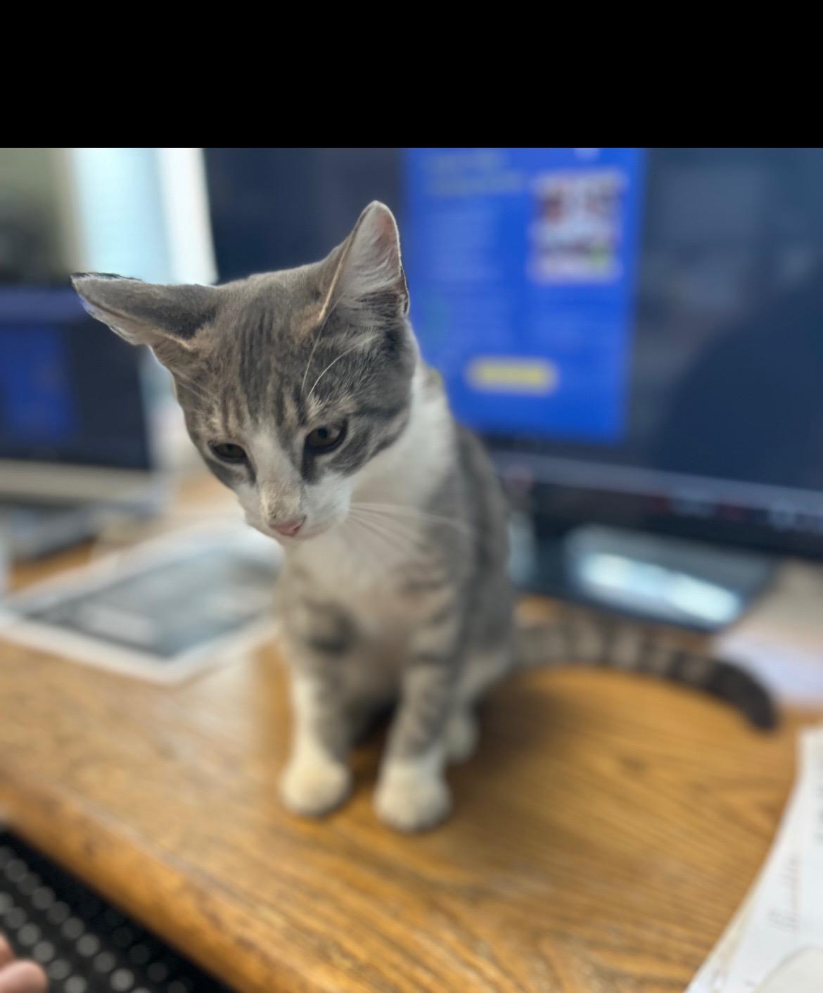 Cobbler, a Adoptable mixed breed in Houston, TX image 3/5