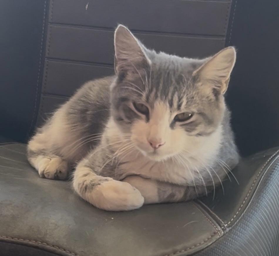 Cobbler, a Adoptable mixed breed in Houston, TX image 4/5