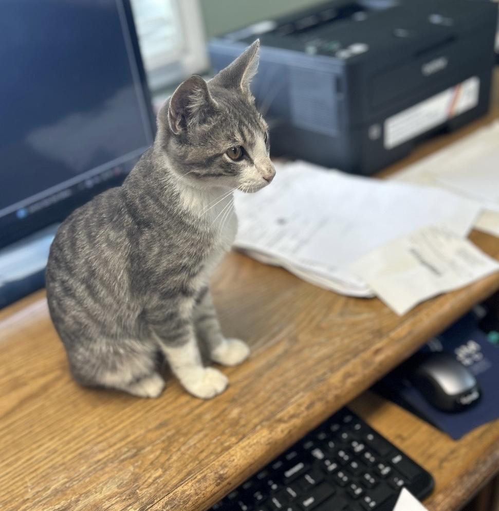 Cobbler, a Adoptable mixed breed in Houston, TX image 5/5