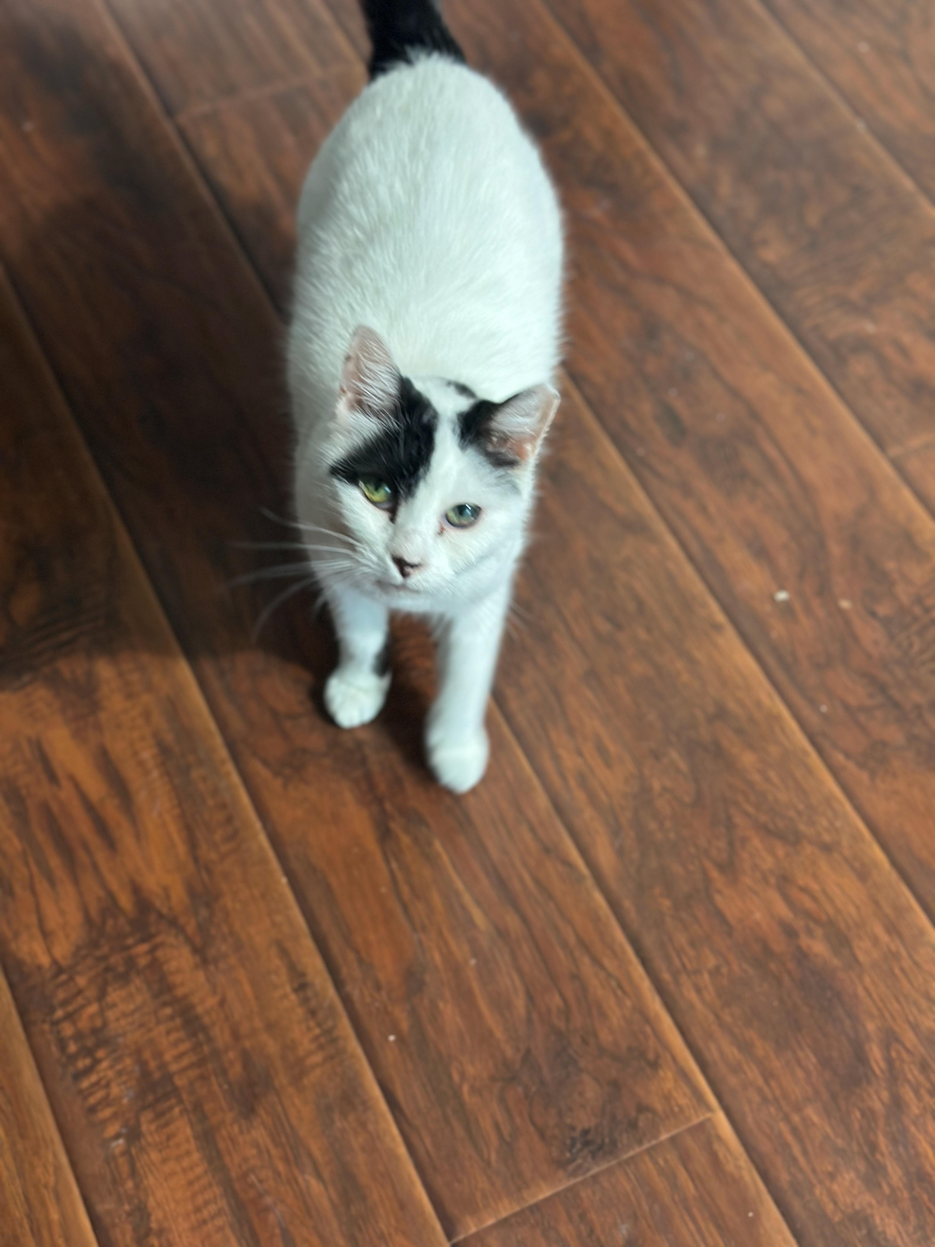 Miss Kitty, Adoptable, Senior Female American Shorthair.