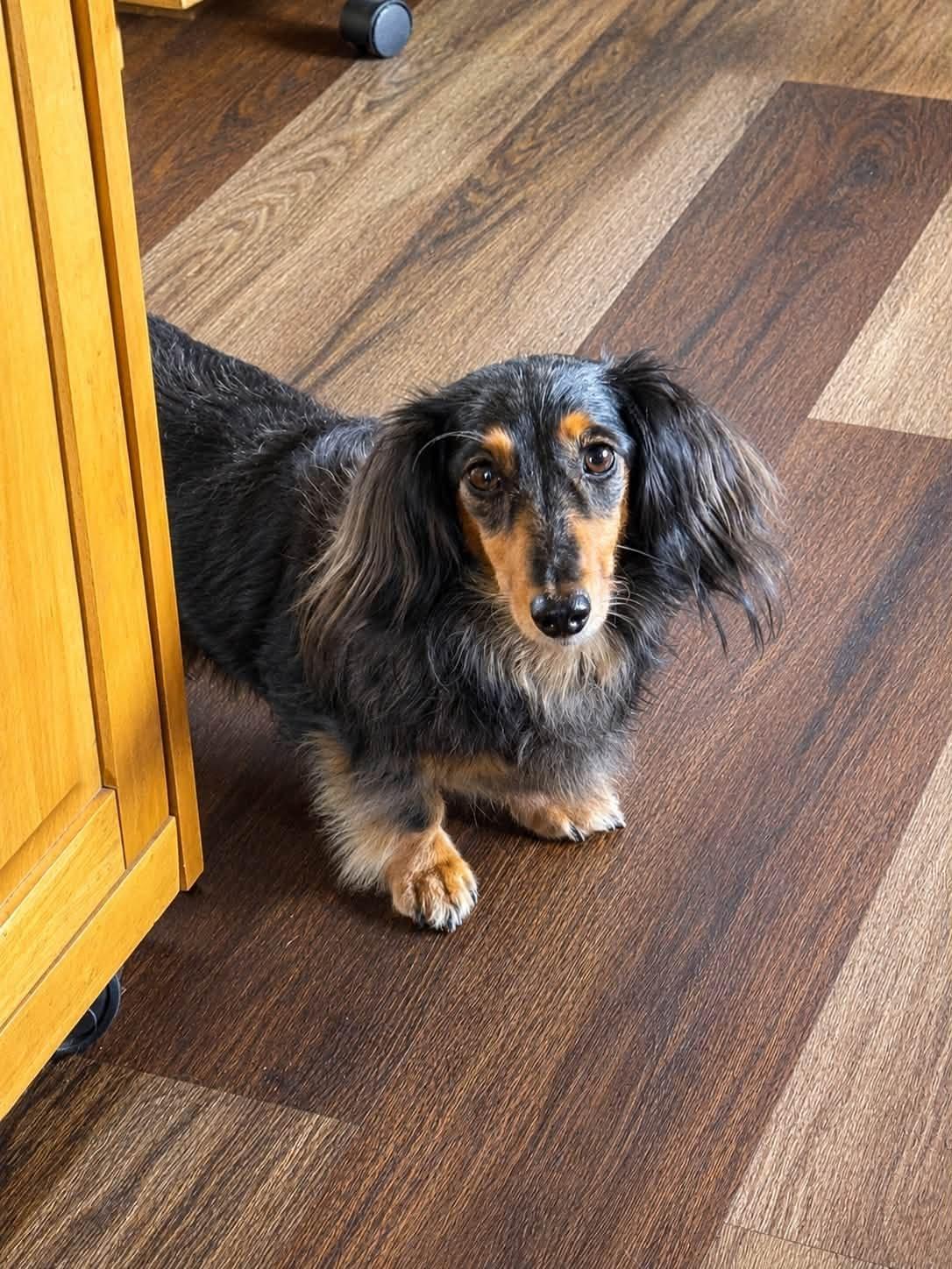 Mocha, an adopted Dachshund (Long Haired) in Decorah, IA image 3/4