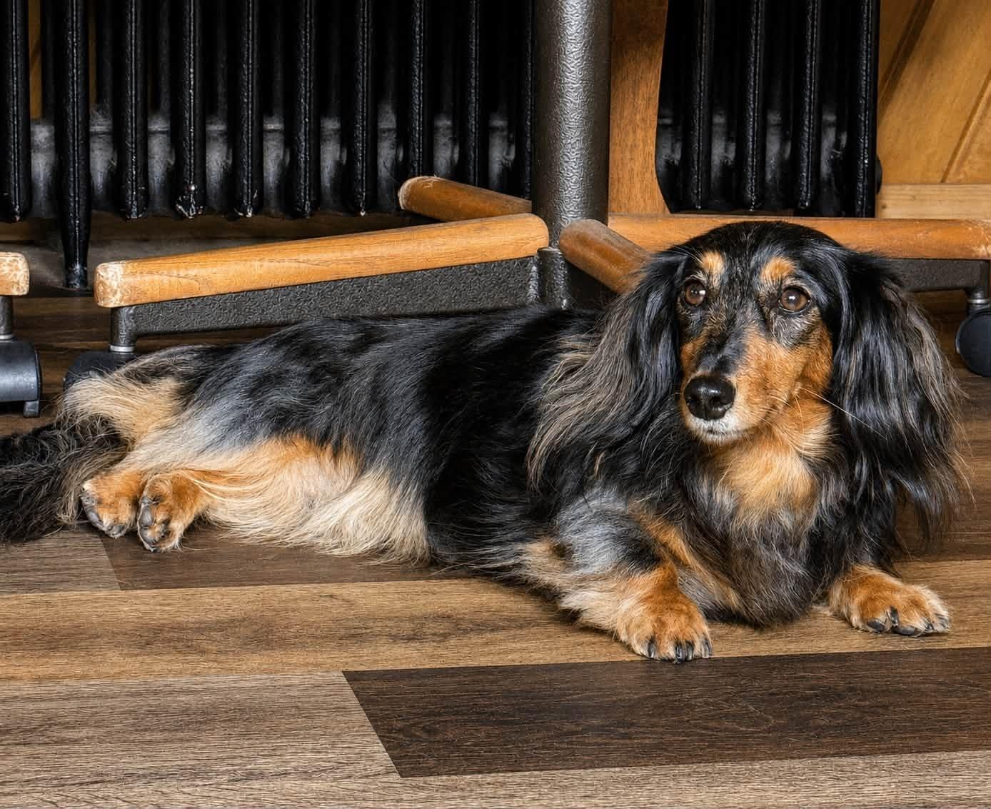 Mocha, an adopted Dachshund (Long Haired) in Decorah, IA image 2/4
