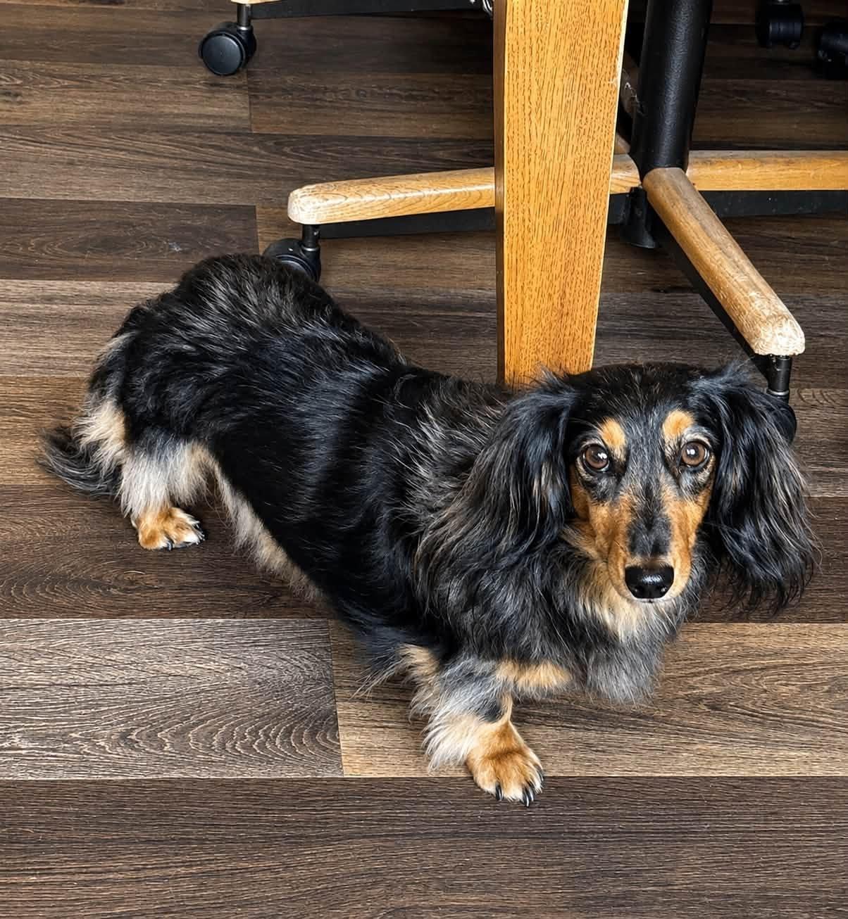 Mocha, adopted, Adult Female Dachshund (Long Haired).