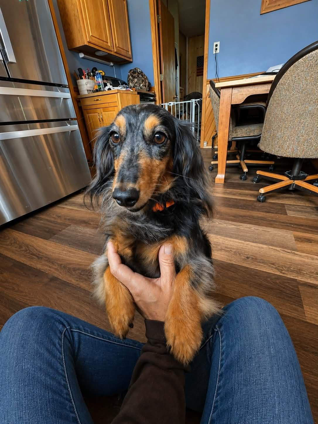 Mocha, an adopted Dachshund (Long Haired) in Decorah, IA image 4/4
