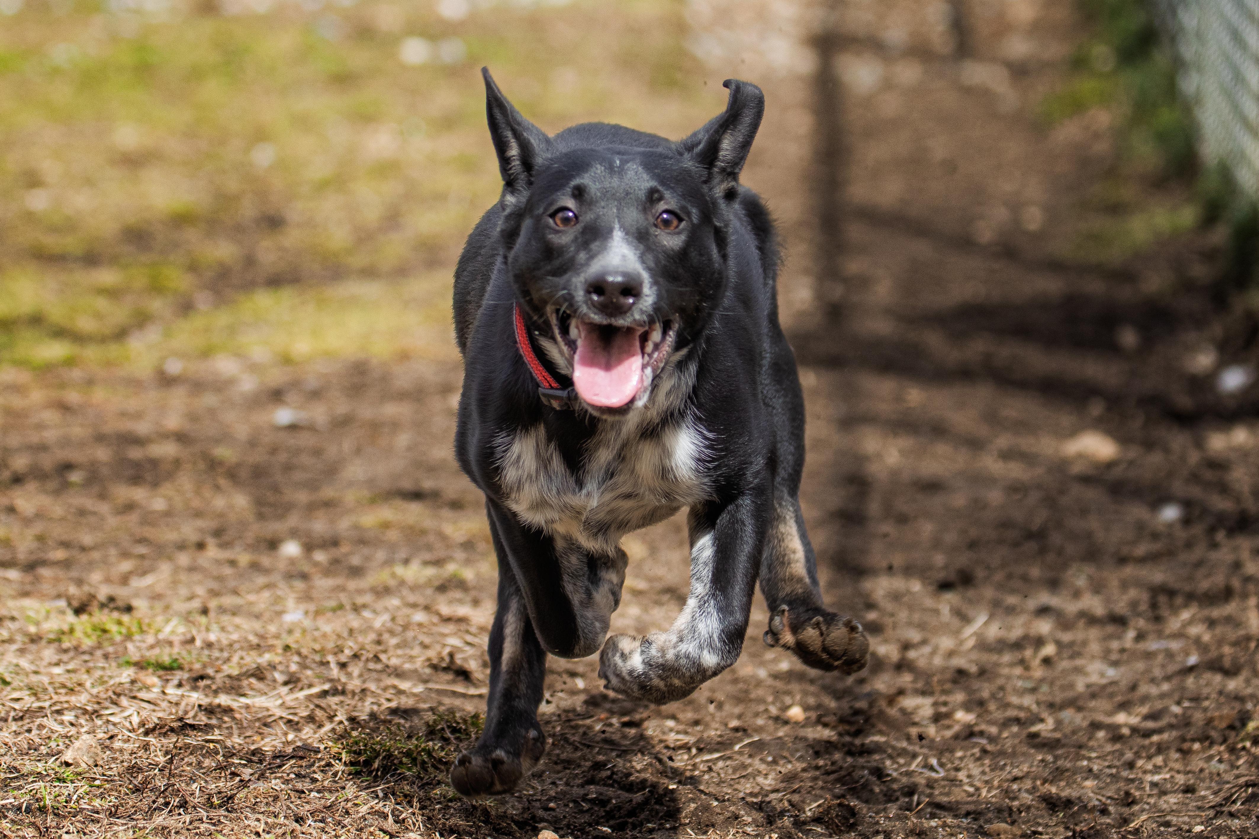 Enlarge Dog of the Month!, a ADOPTABLE mixed breed in Danbury, CT image 3/3