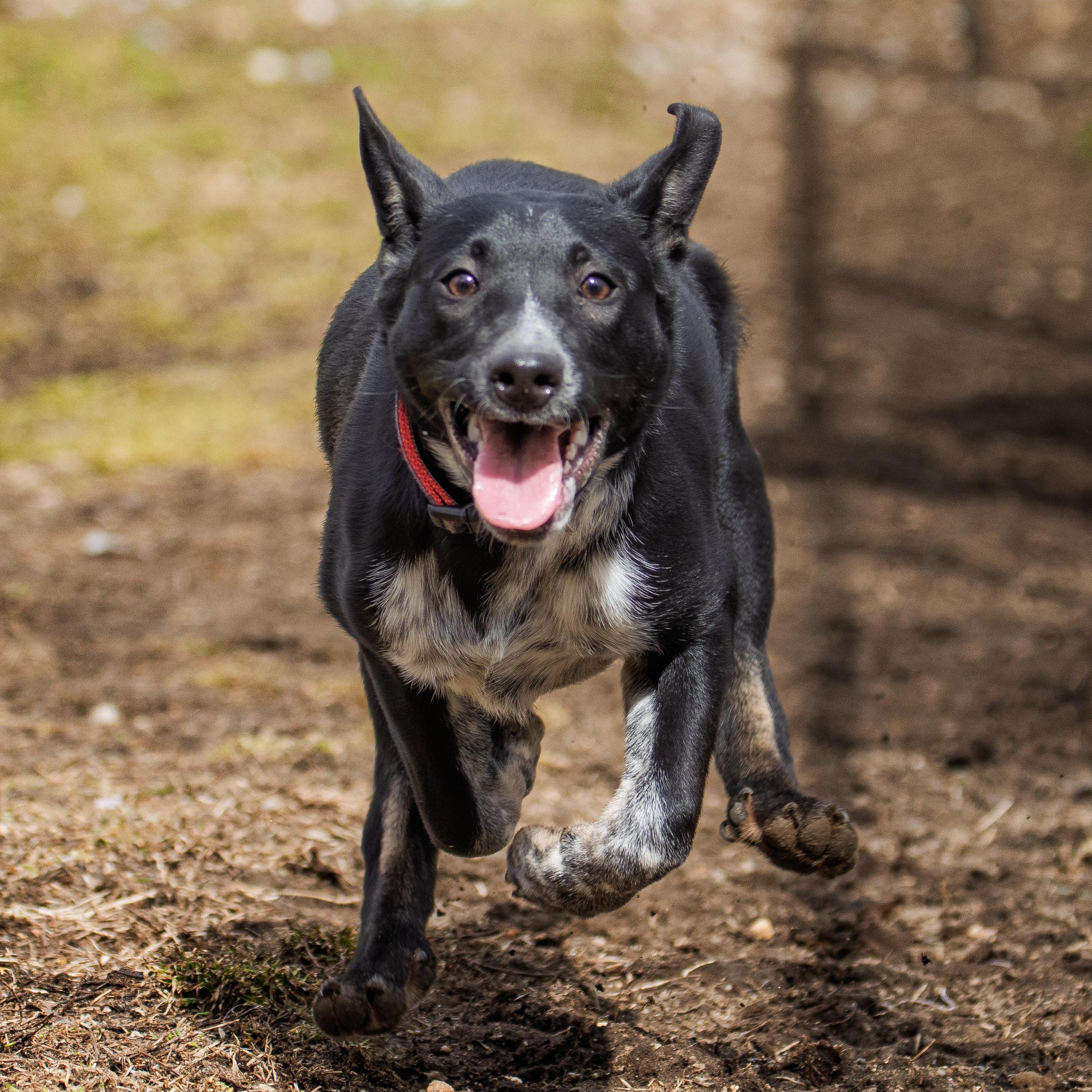 Enlarge No Adoption Fee!, a ADOPTABLE mixed breed in Danbury, CT image 3/3