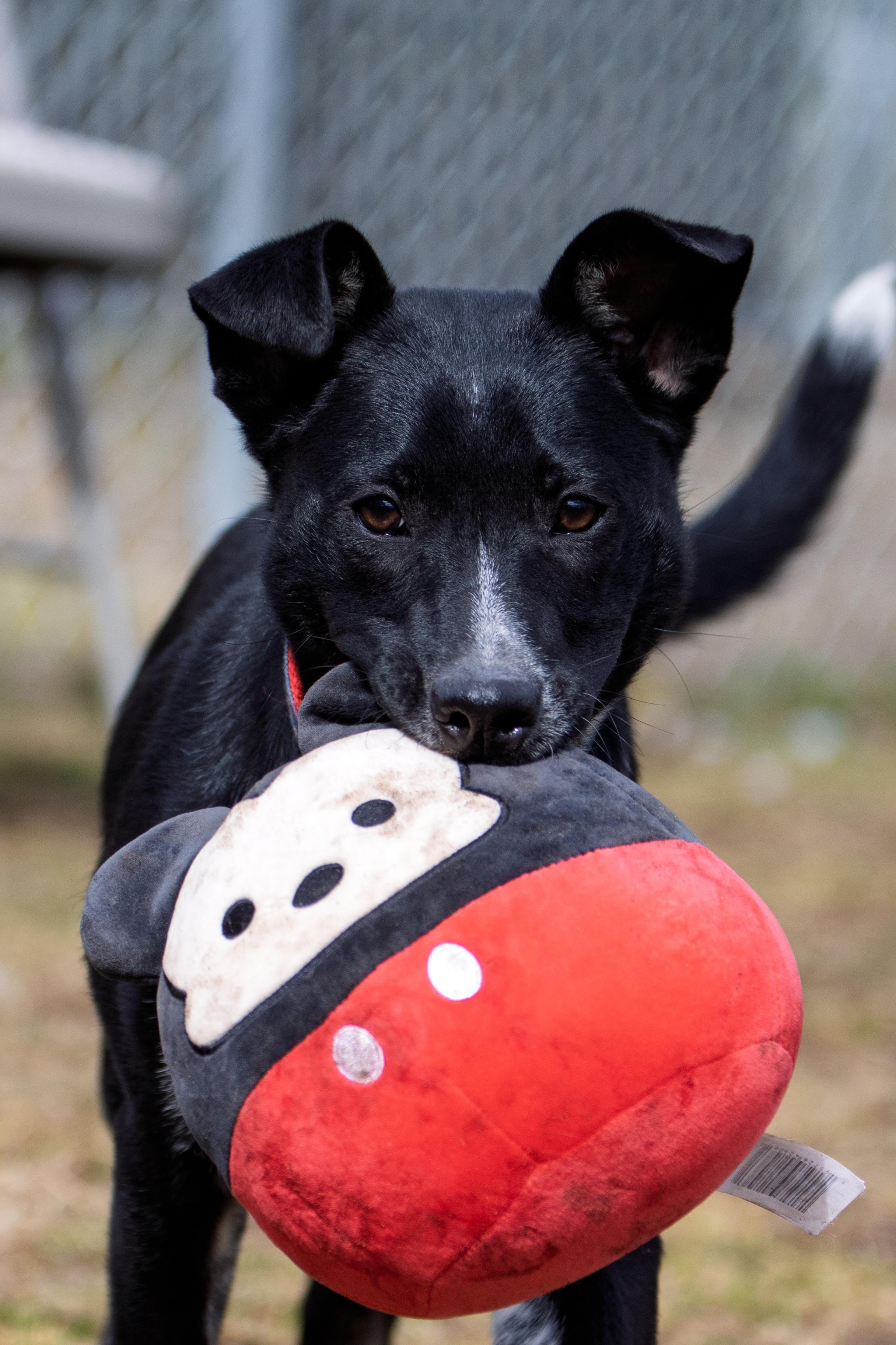 Enlarge Dog of the Month!, a ADOPTABLE mixed breed in Danbury, CT image 2/3