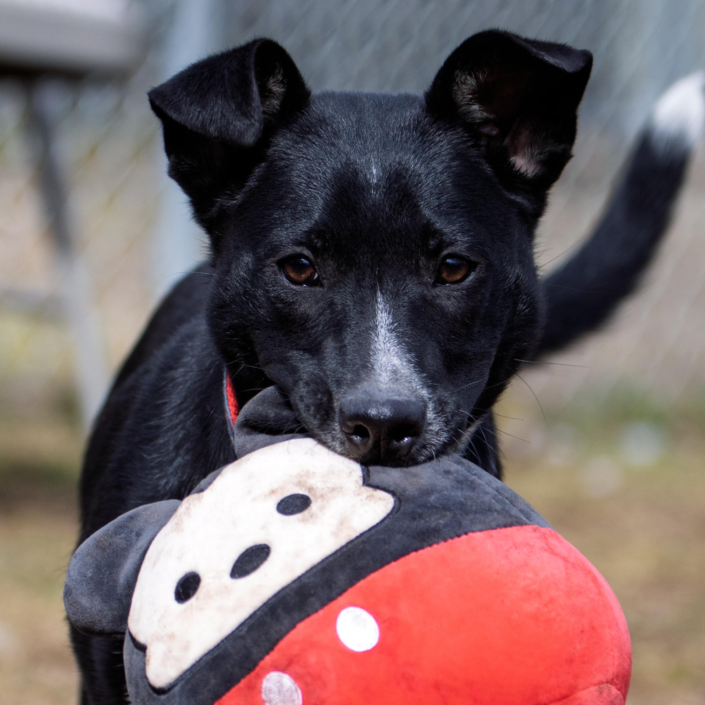 Enlarge No Adoption Fee!, a ADOPTABLE mixed breed in Danbury, CT image 1/3
