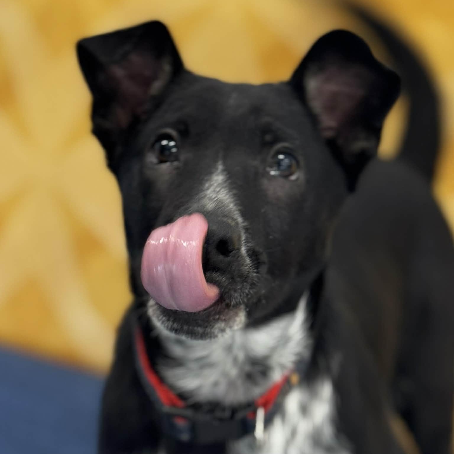 Duke, a ADOPTABLE mixed breed in Danbury, CT image 2/2