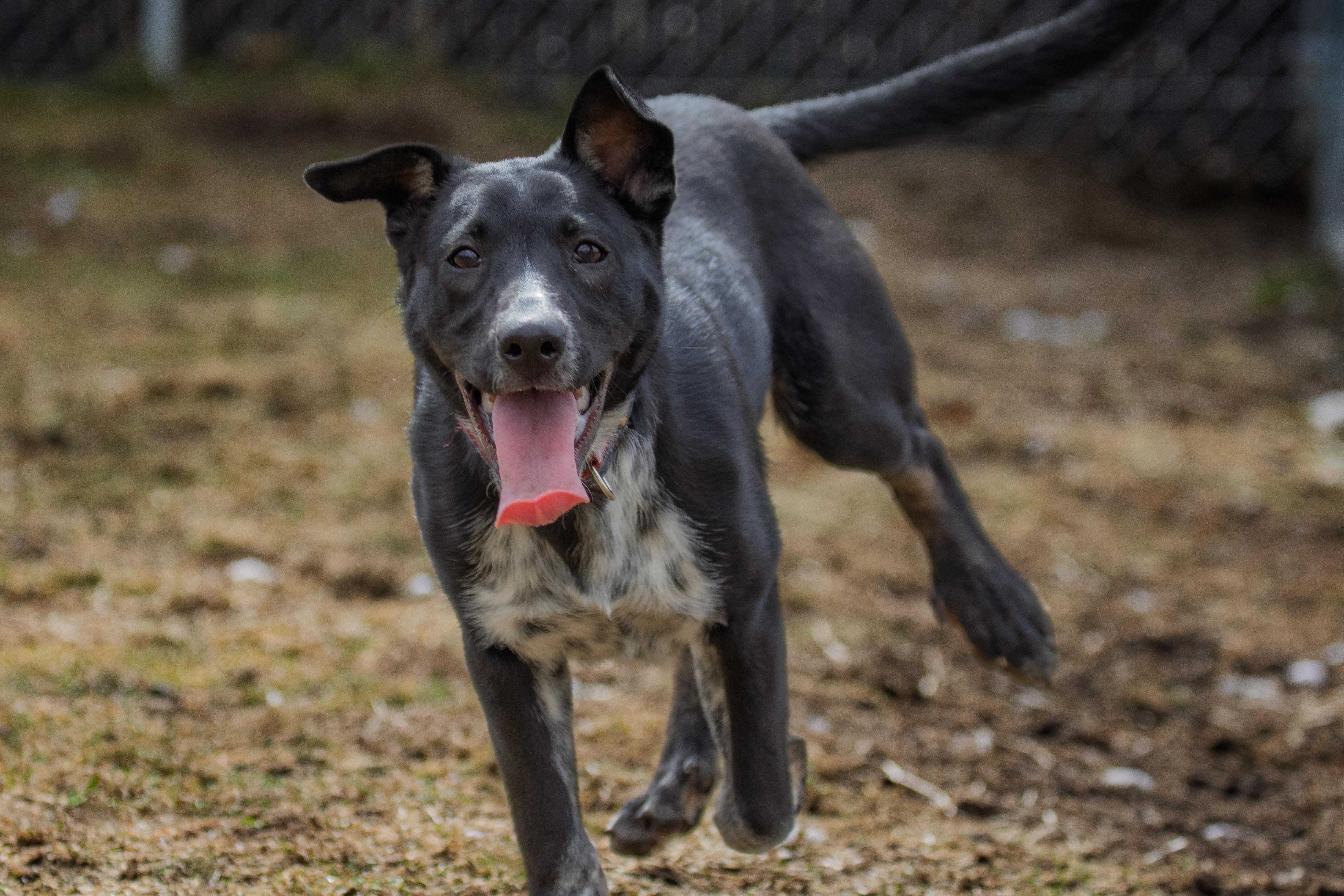 Enlarge Dog of the Month!, a ADOPTABLE mixed breed in Danbury, CT image 1/3