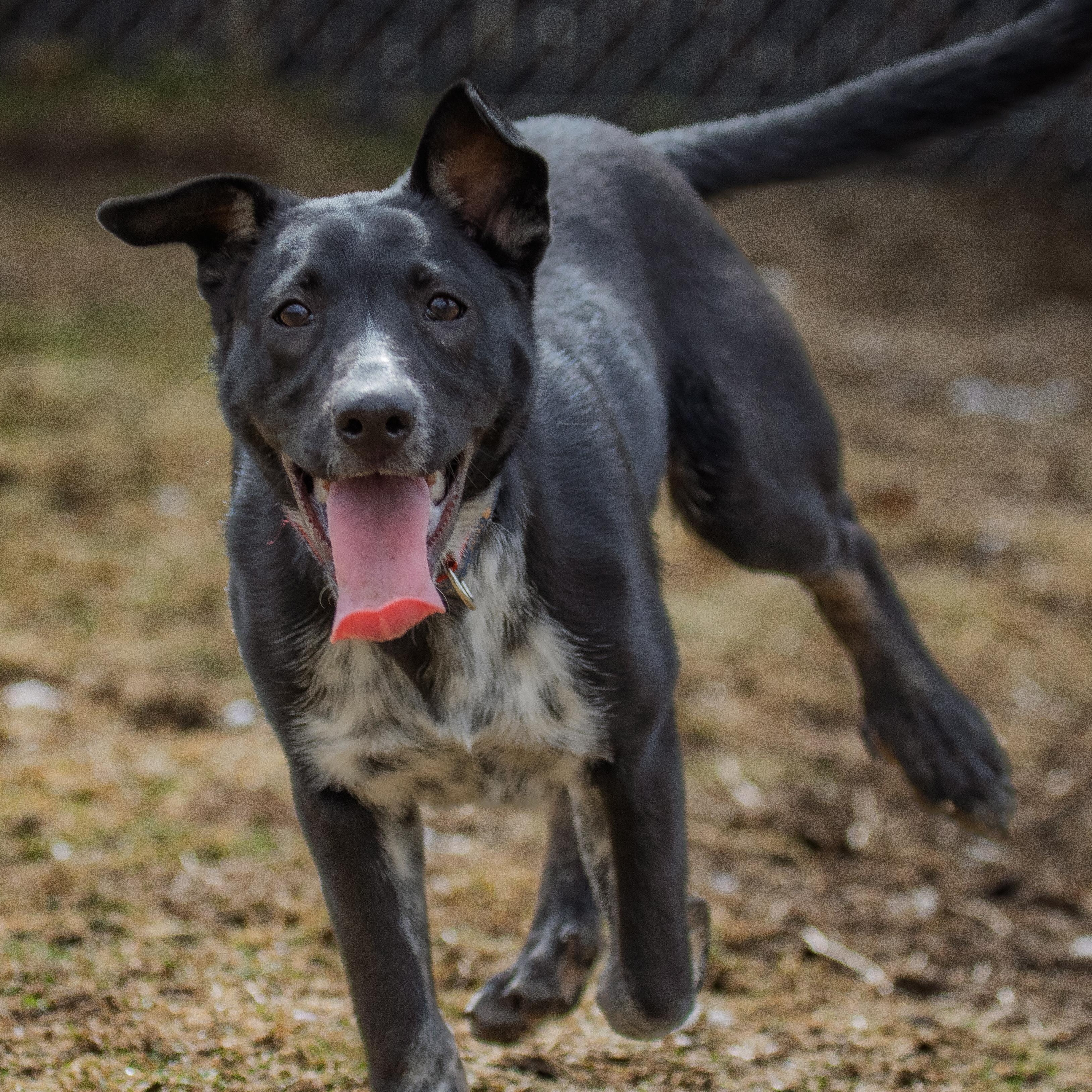Enlarge No Adoption Fee!, a ADOPTABLE mixed breed in Danbury, CT image 2/3