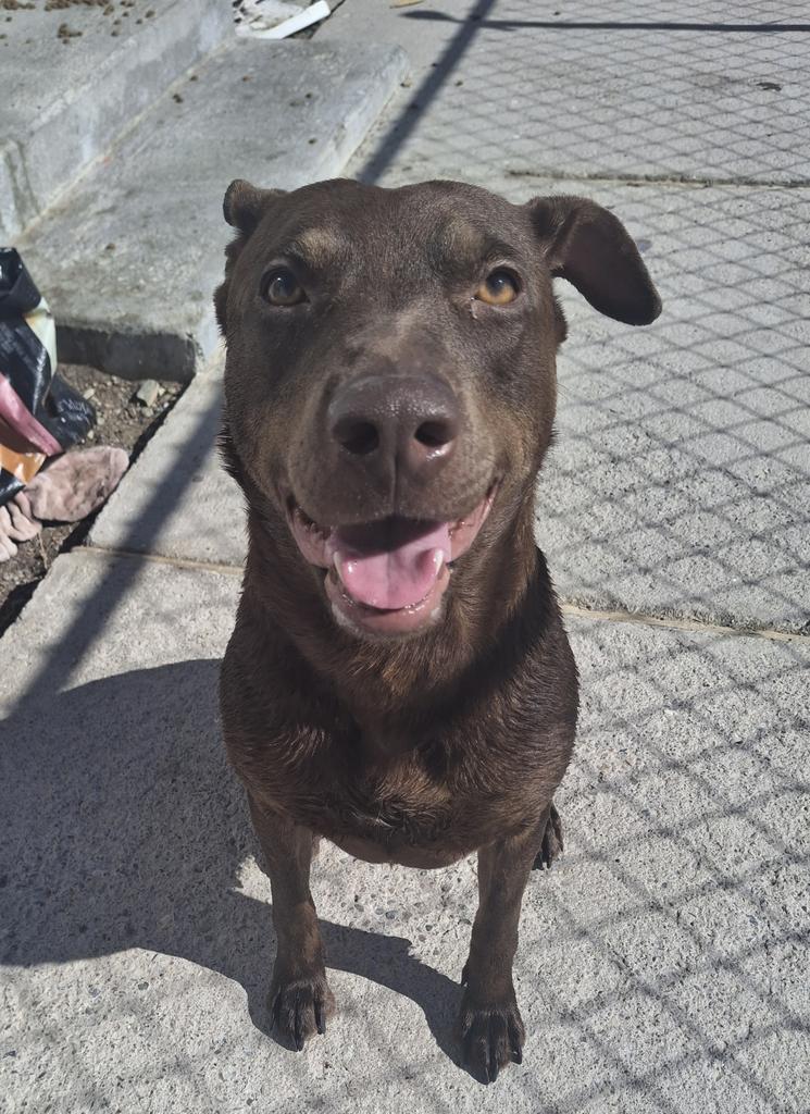 Shadow, a Adoptable mixed breed in Pahrump, NV image 1/3