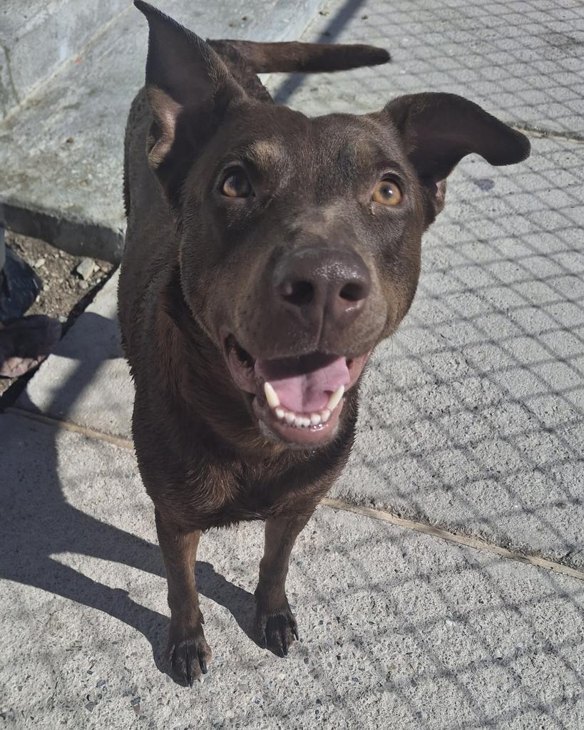 Shadow, a Adoptable mixed breed in Pahrump, NV image 2/3