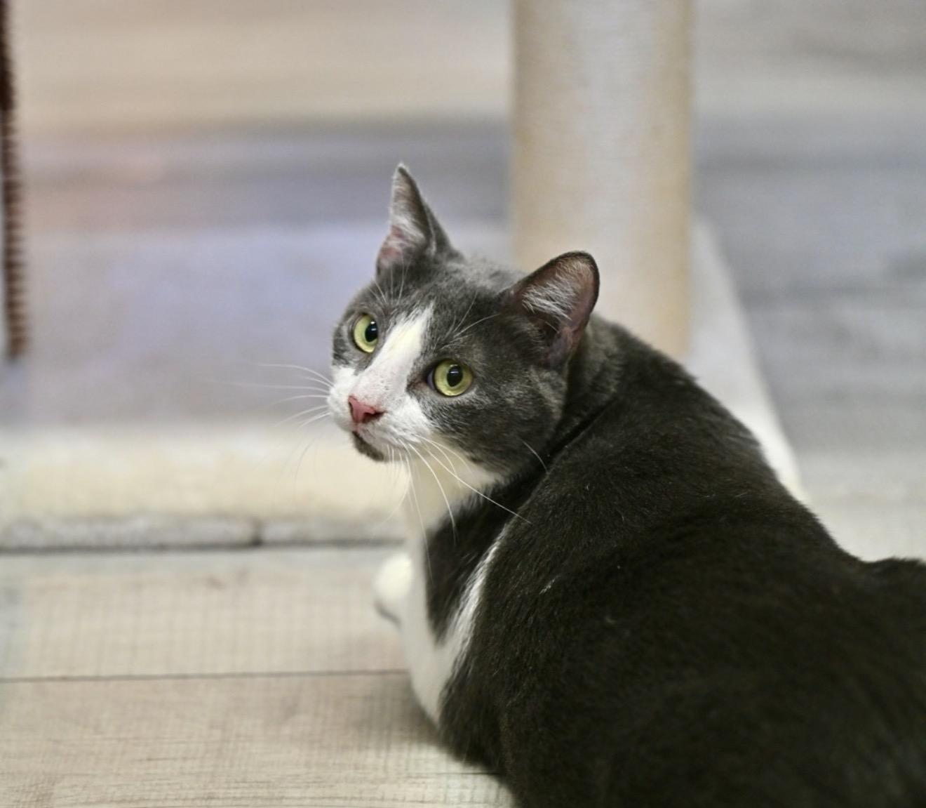 Enlarge Sweet Suzy - WAIVED ADOPTION FEE, a Adoptable Tuxedo in Wayland, MA image 1/4
