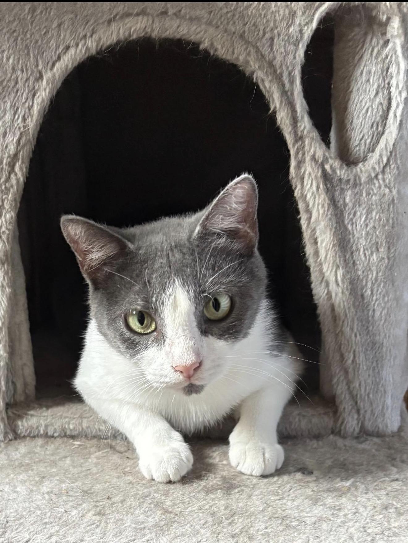 Enlarge Sweet Suzy - WAIVED ADOPTION FEE, a Adoptable Tuxedo in Wayland, MA image 4/4