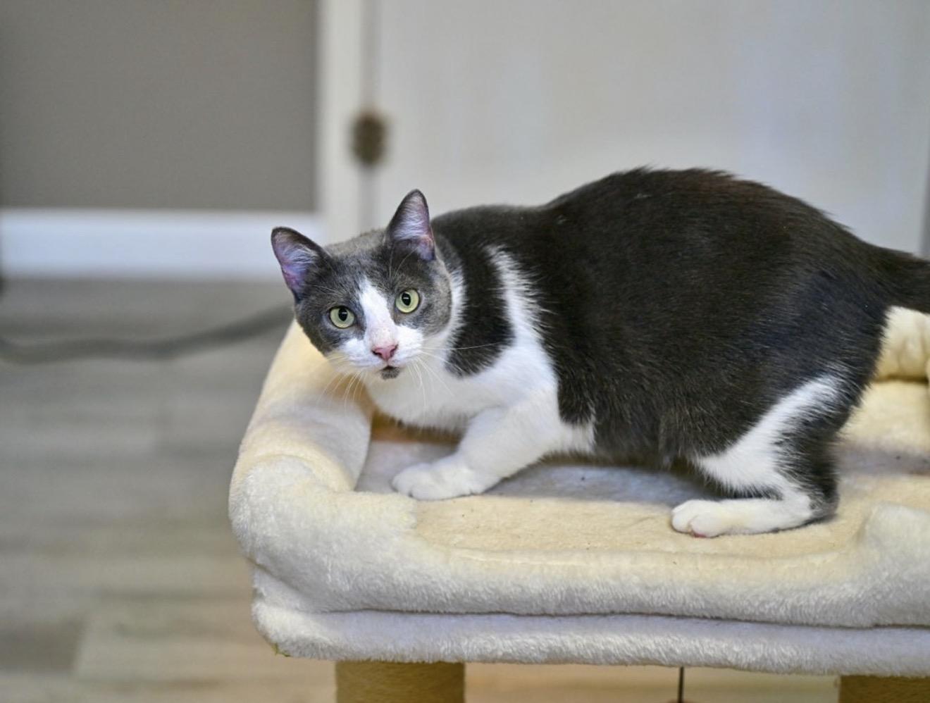 Enlarge Sweet Suzy - WAIVED ADOPTION FEE, a Adoptable Tuxedo in Wayland, MA image 2/4