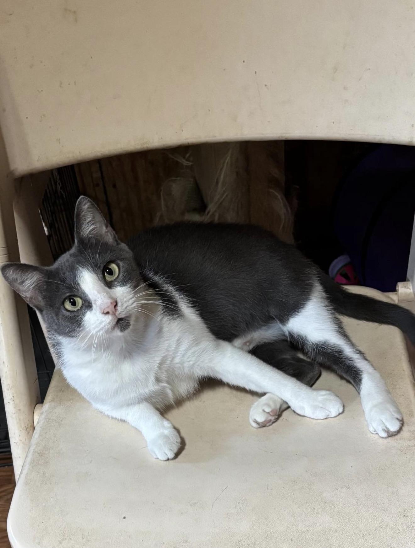 Enlarge Sweet Suzy - WAIVED ADOPTION FEE, a Adoptable Tuxedo in Wayland, MA image 3/4