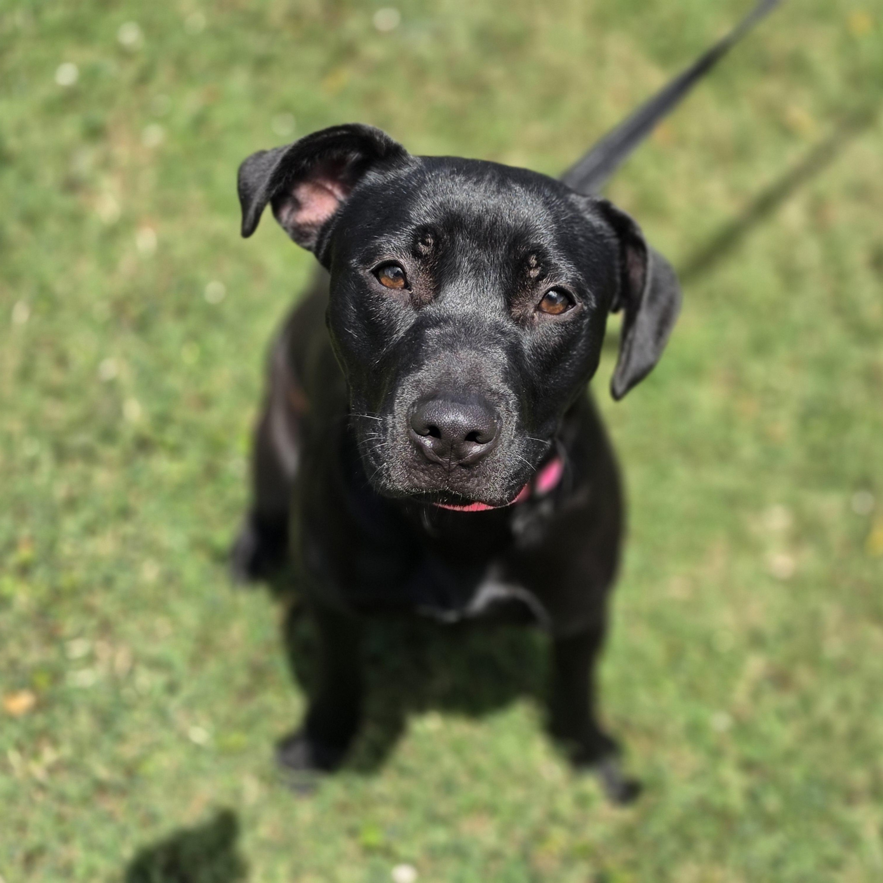Gogurt, a ADOPTABLE mixed breed in Lowell, AR image 3/4