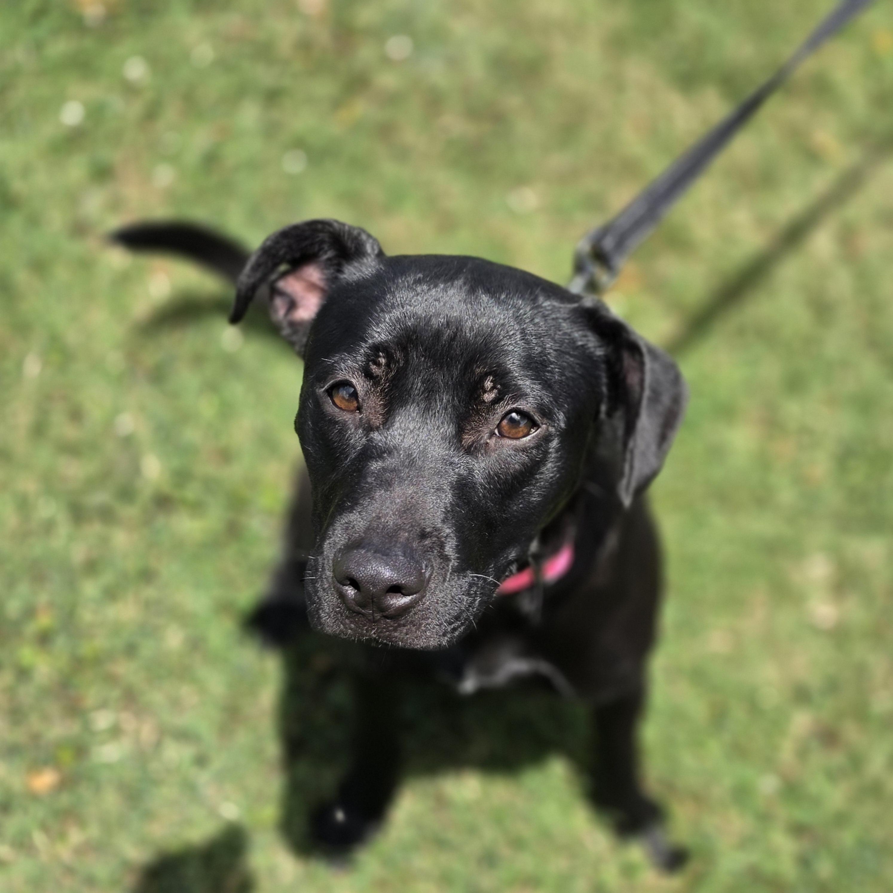 Gogurt, a ADOPTABLE mixed breed in Lowell, AR image 2/4