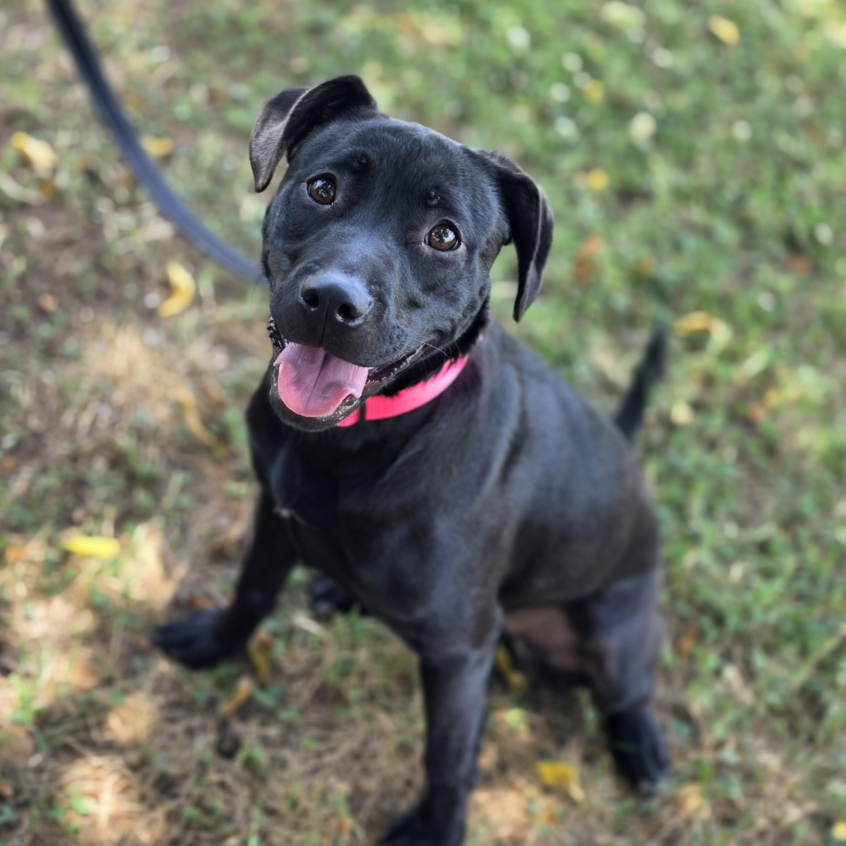 Gogurt, a ADOPTABLE mixed breed in Lowell, AR image 1/4
