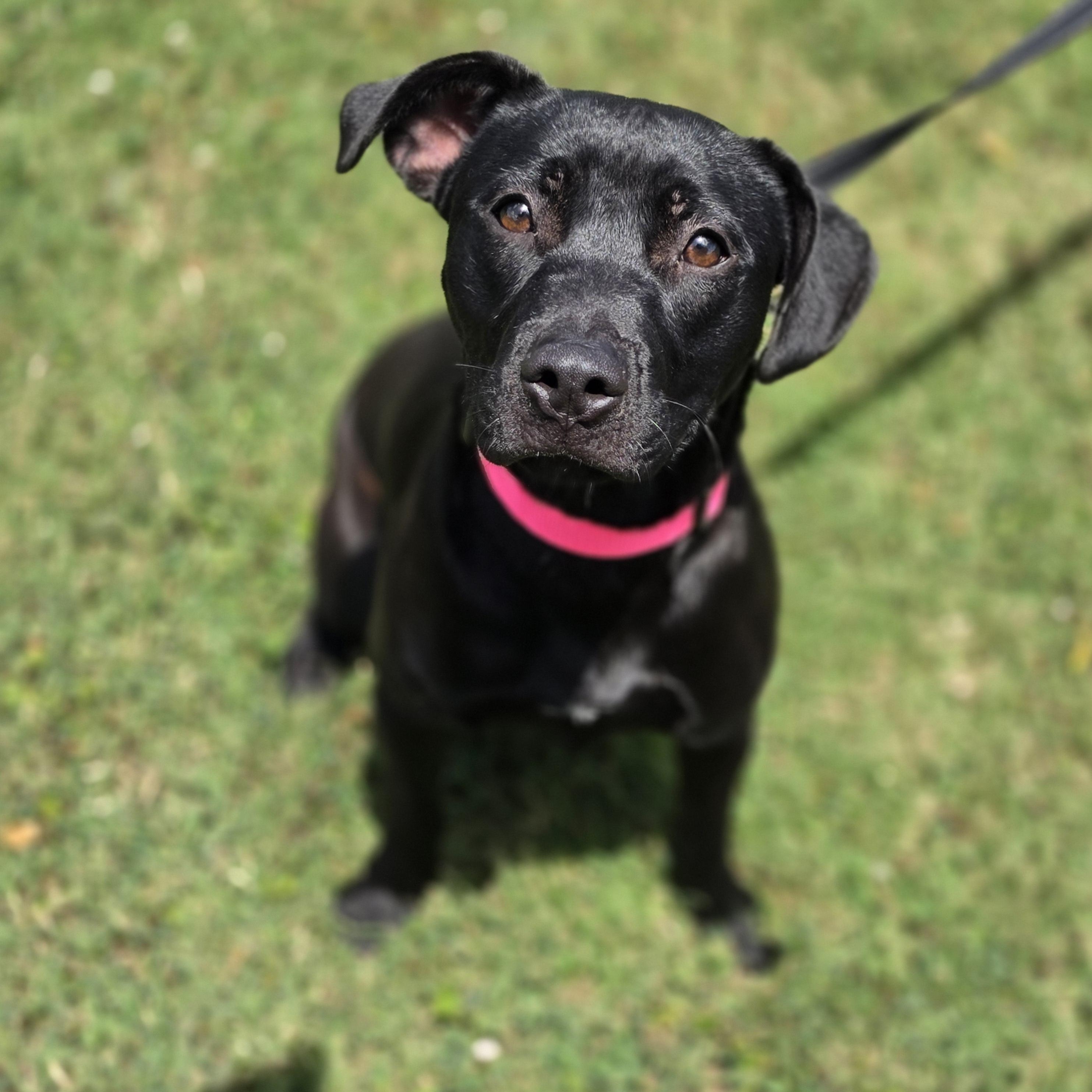 Gogurt, a ADOPTABLE mixed breed in Lowell, AR image 4/4