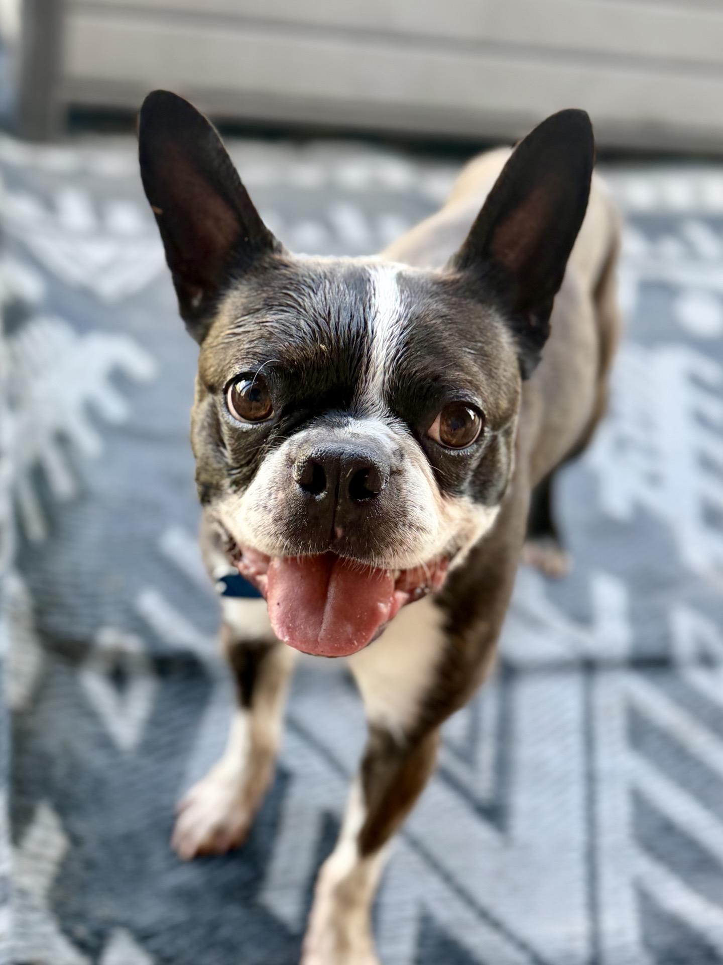 Enlarge Cooper, a Adoptable Boston Terrier in Broken Arrow, OK image 1/5