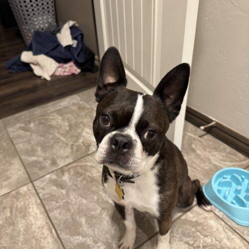 Enlarge Cooper, a Adoptable Boston Terrier in Broken Arrow, OK image 2/5