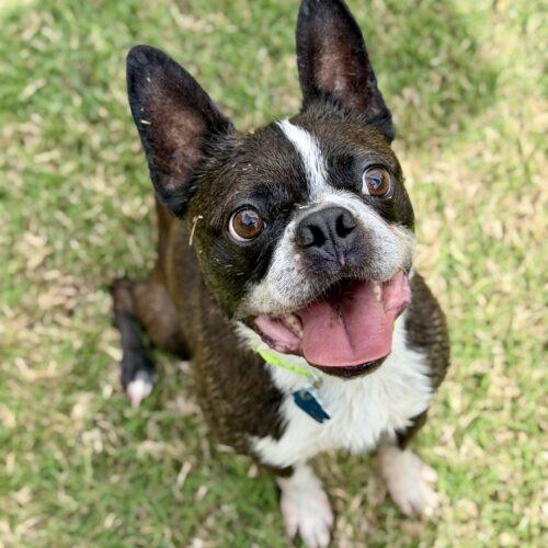 Enlarge Cooper, a Adoptable Boston Terrier in Broken Arrow, OK image 3/5