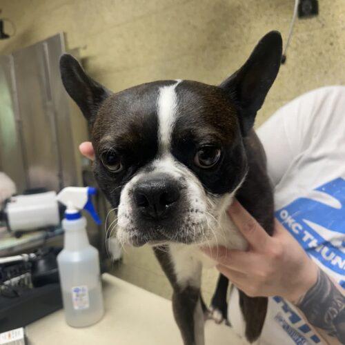 Enlarge Cooper, a Adoptable Boston Terrier in Broken Arrow, OK image 4/5
