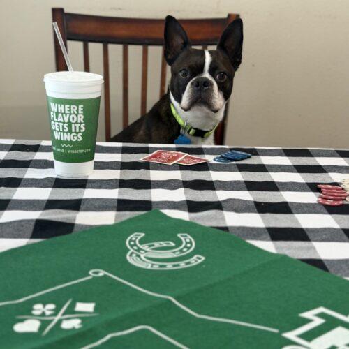 Enlarge Cooper, a Adoptable Boston Terrier in Broken Arrow, OK image 5/5
