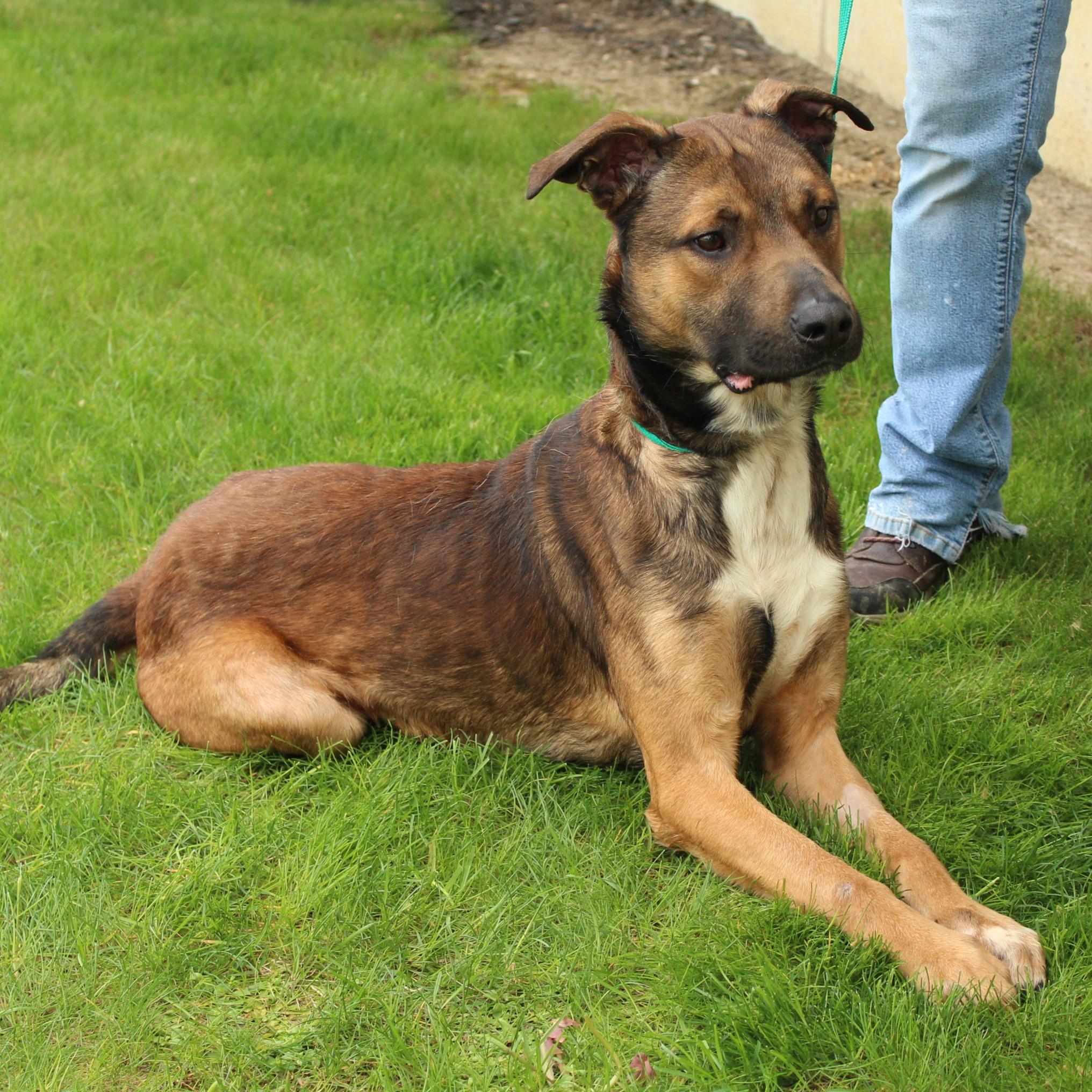 Enlarge Stringbean, a Adoptable mixed breed in Eaton, OH image 1/6