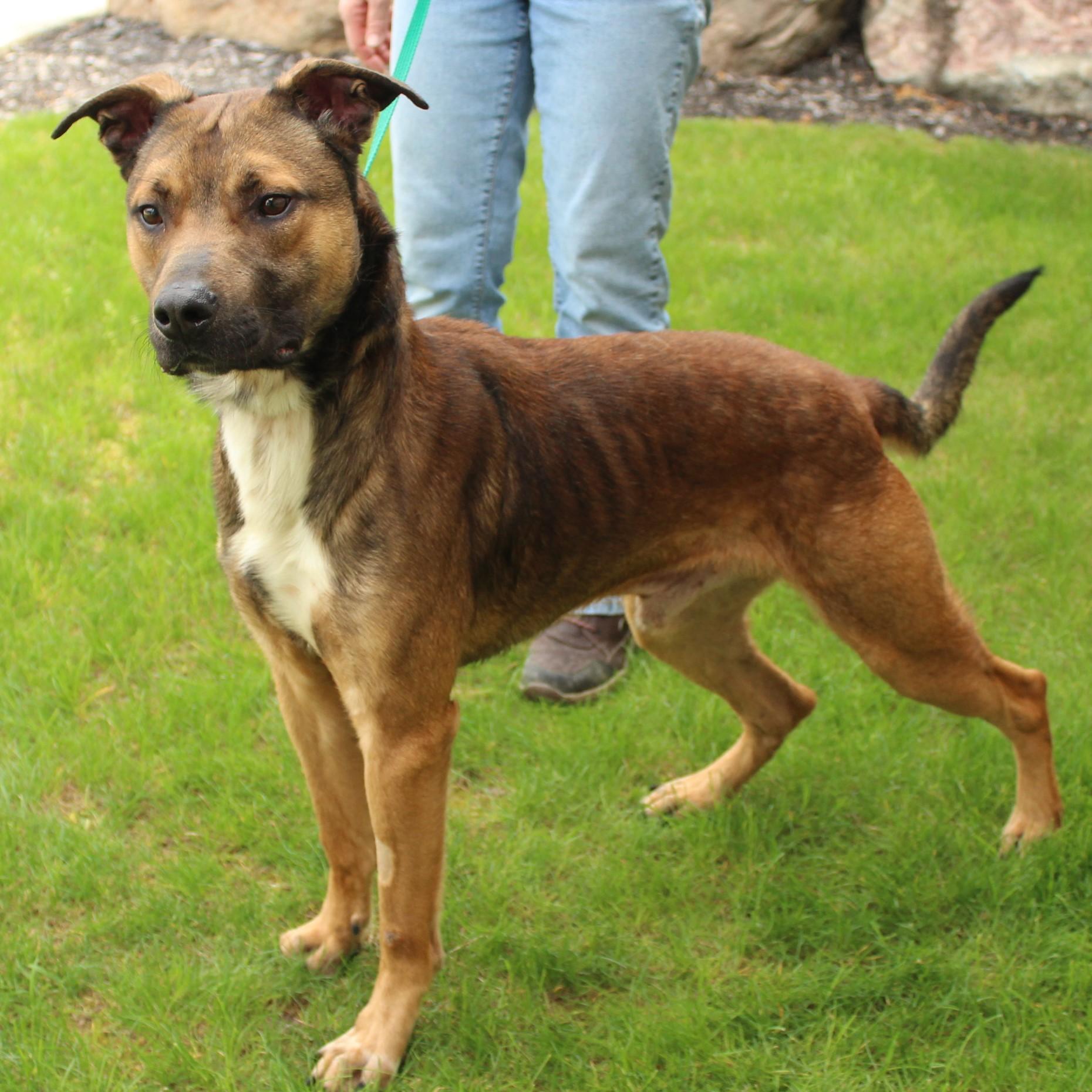 Enlarge Stringbean, a Adoptable mixed breed in Eaton, OH image 2/6