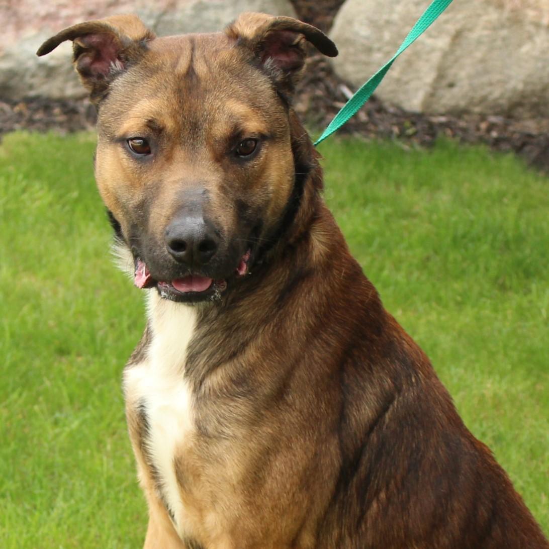 Stringbean, Adoptable, Young Male Shepherd.