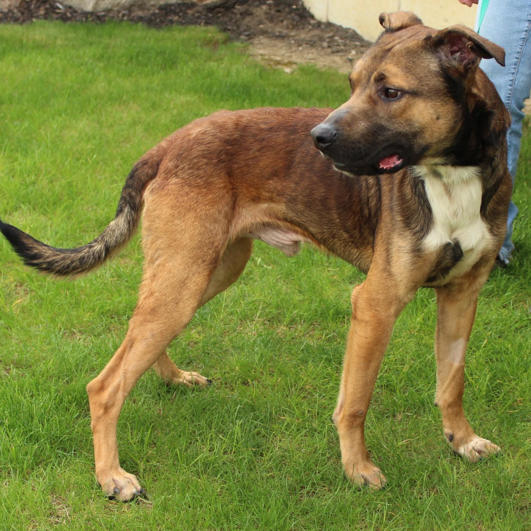 Enlarge Stringbean, a Adoptable mixed breed in Eaton, OH image 4/6