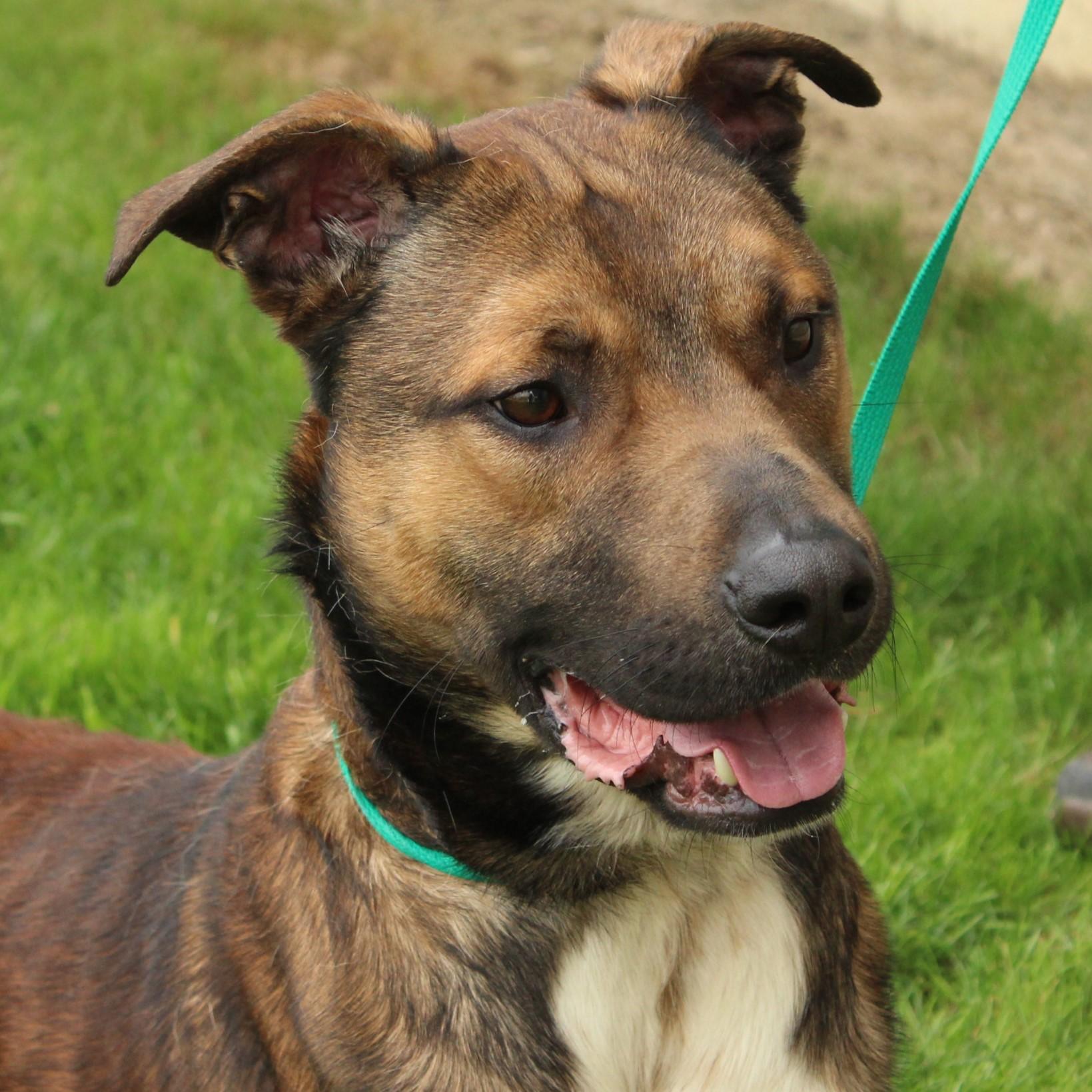 Enlarge Stringbean, a Adoptable mixed breed in Eaton, OH image 5/6