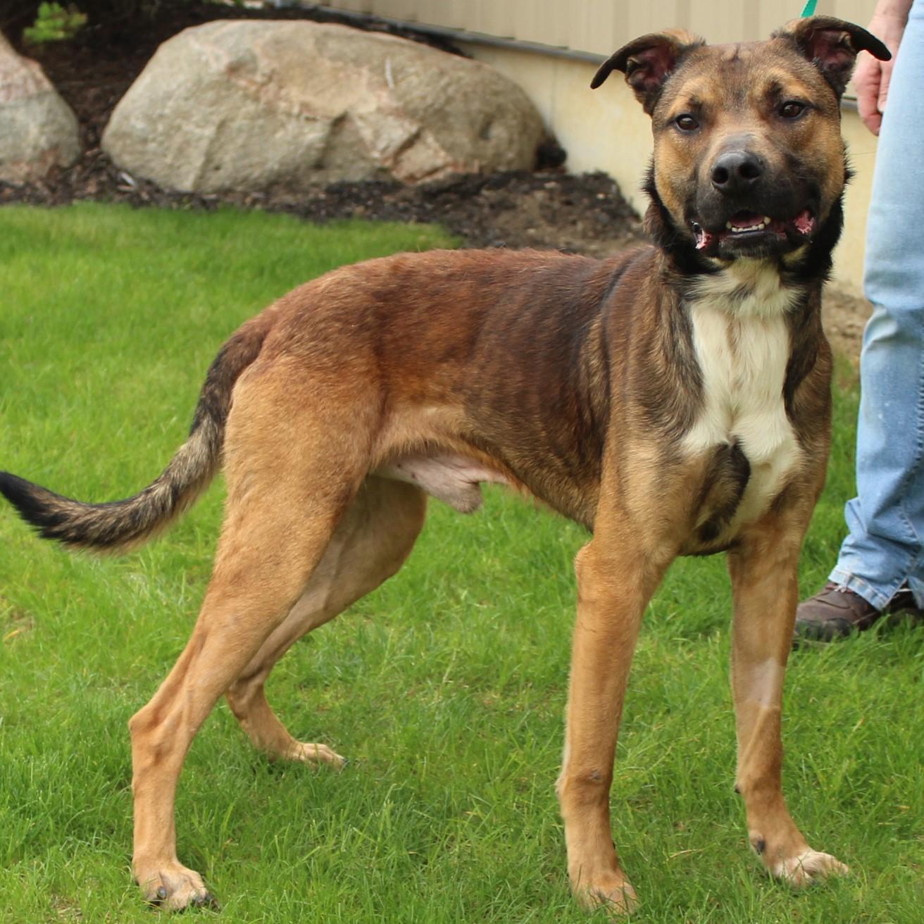 Enlarge Stringbean, a Adoptable mixed breed in Eaton, OH image 6/6