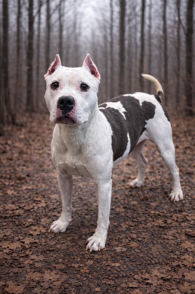 Enlarge Nessa, a Adoptable American Staffordshire Terrier in Cobden, IL image 1/1