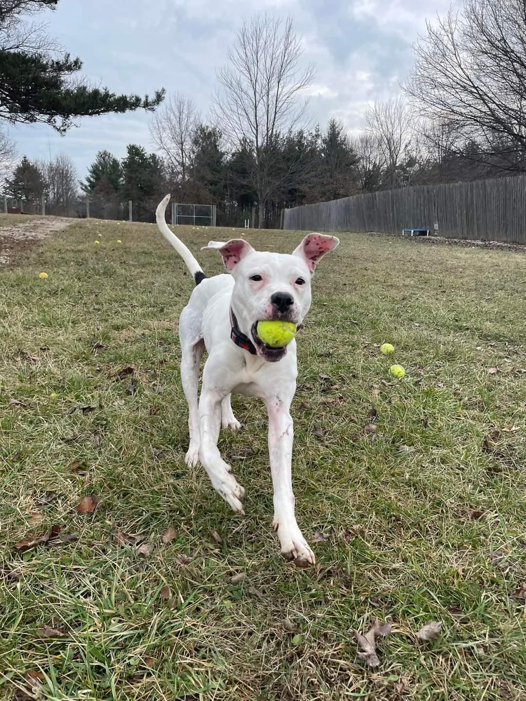 Maze, Adoptable, Adult Female Boxer & American Bulldog.