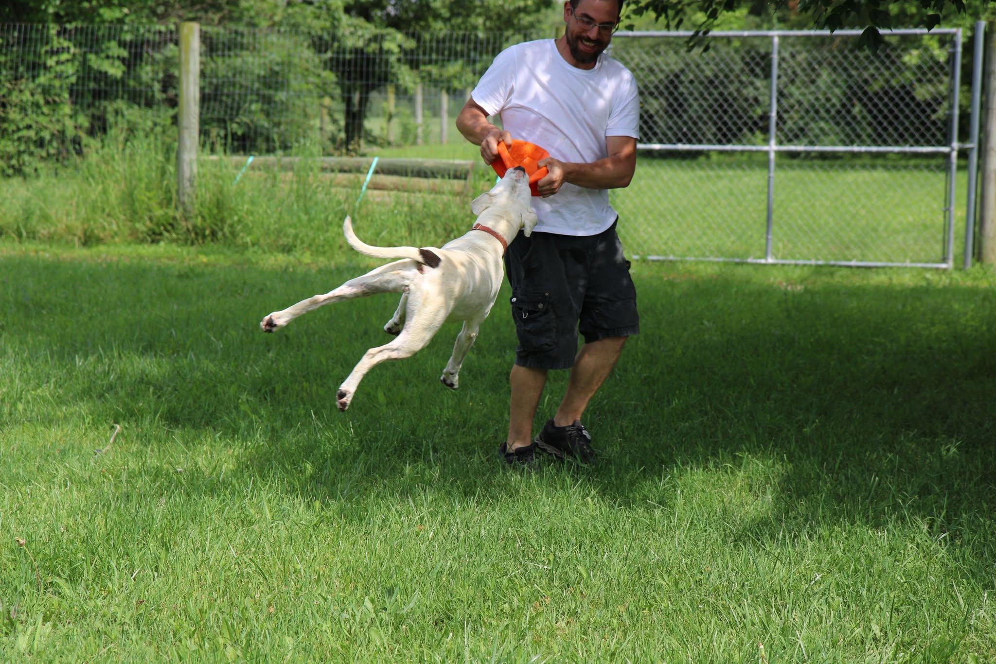 Maze, Adoptable, Adult Female Boxer & American Bulldog.
