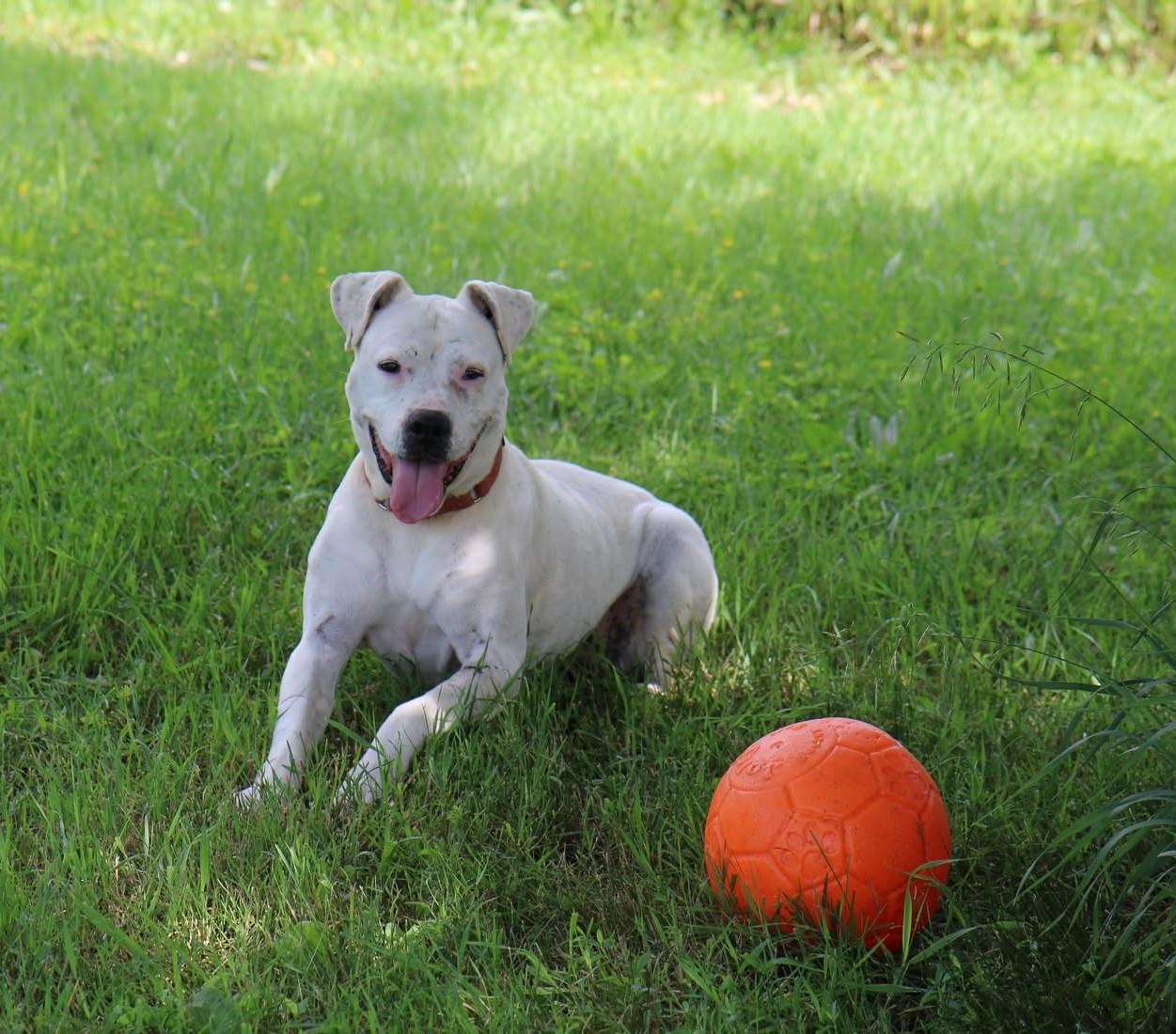 Maze, a Adoptable mixed breed image 2/6