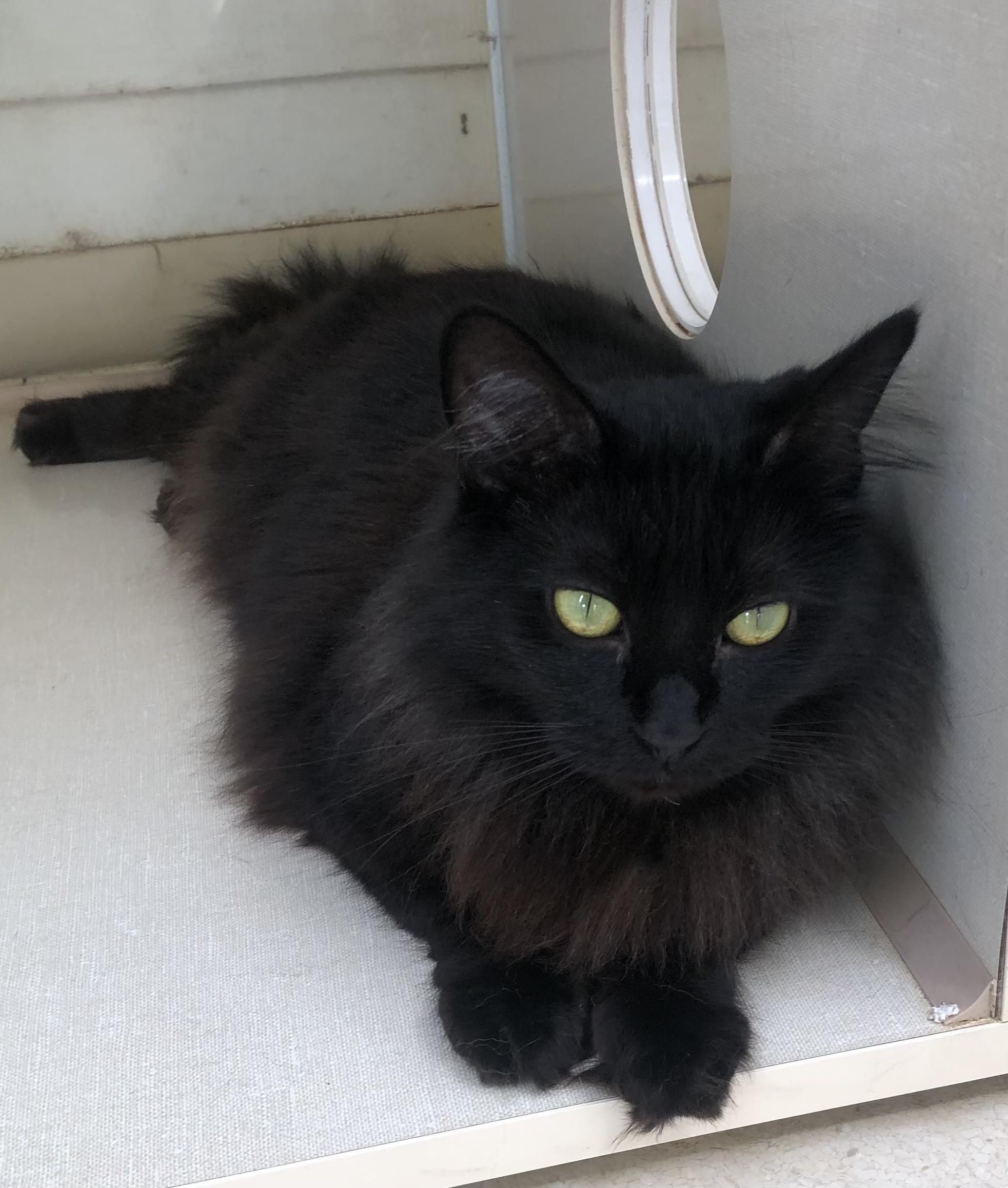 Enlarge Biscuit, a ADOPTABLE Domestic Medium Hair in Lompoc, CA image 1/1
