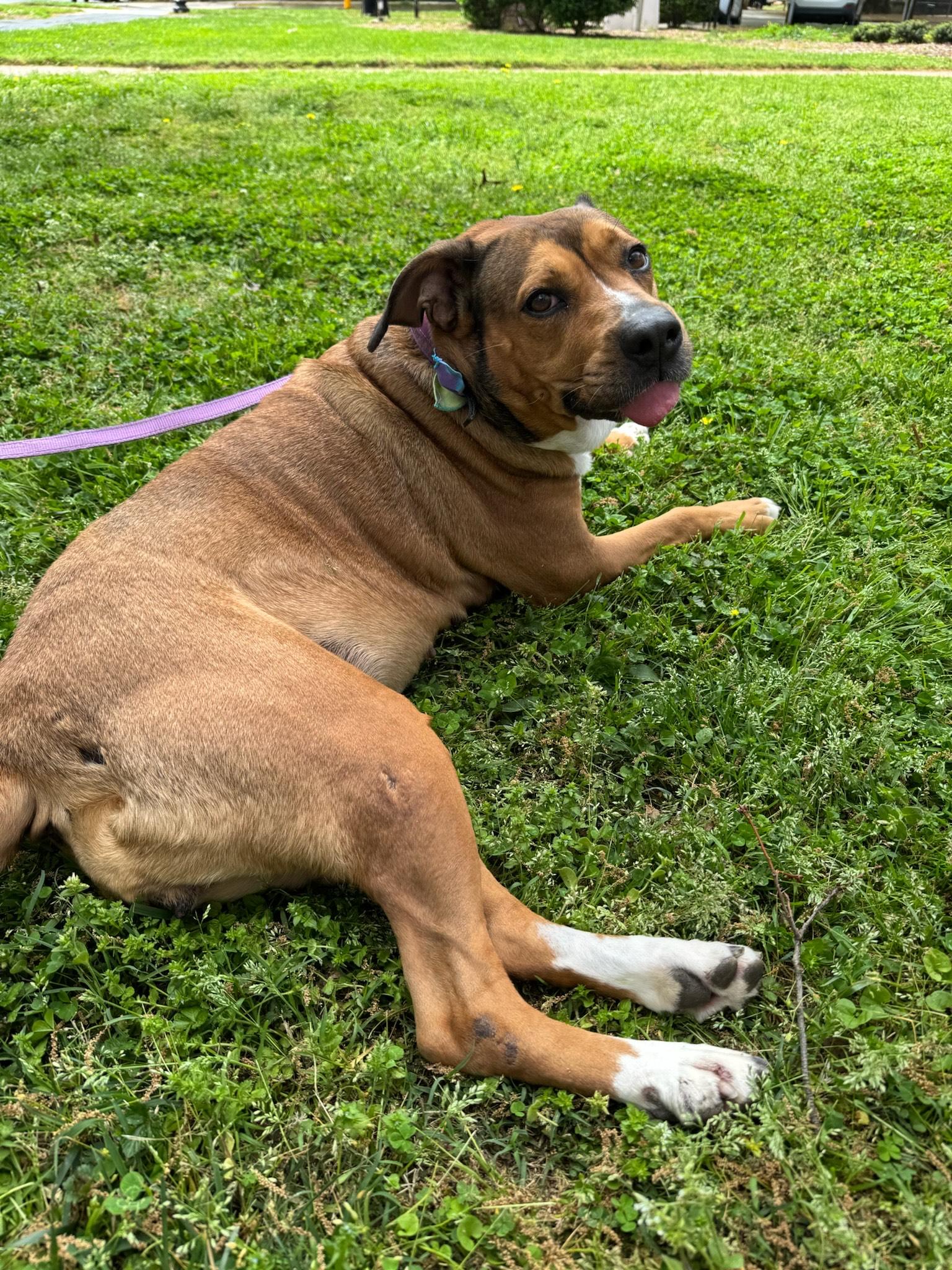 Enlarge Allie, a Adopted mixed breed in Charlotte, NC image 6/6