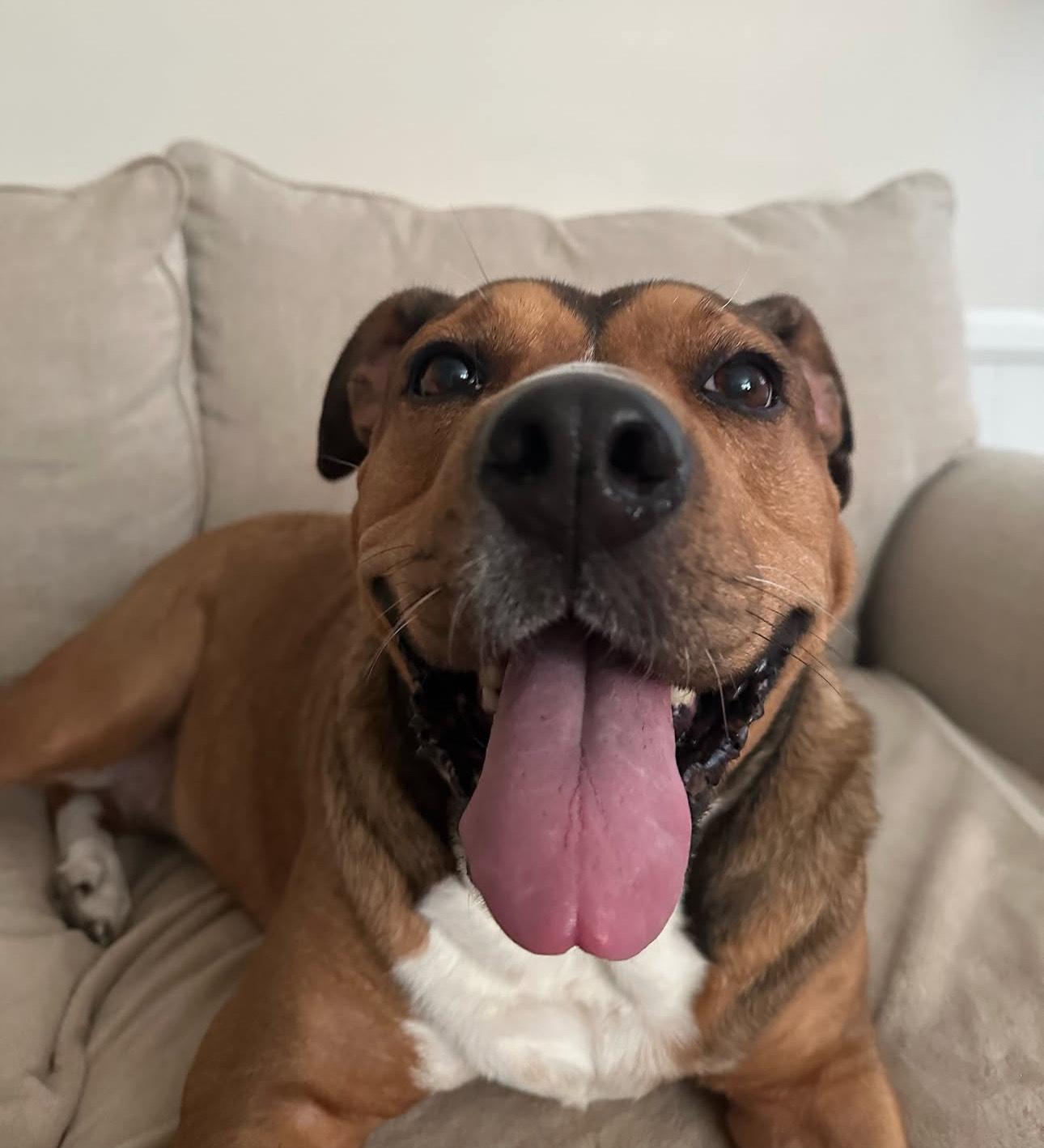 Enlarge Allie, a Adopted mixed breed in Charlotte, NC image 1/6