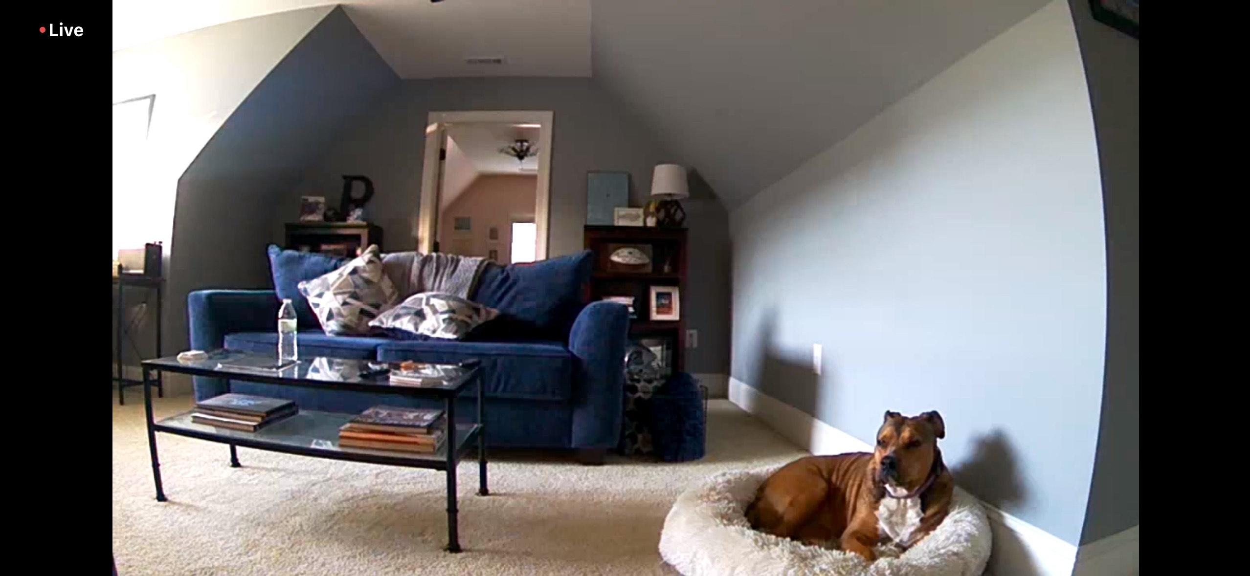 Enlarge Allie, a Adopted mixed breed in Charlotte, NC image 3/6