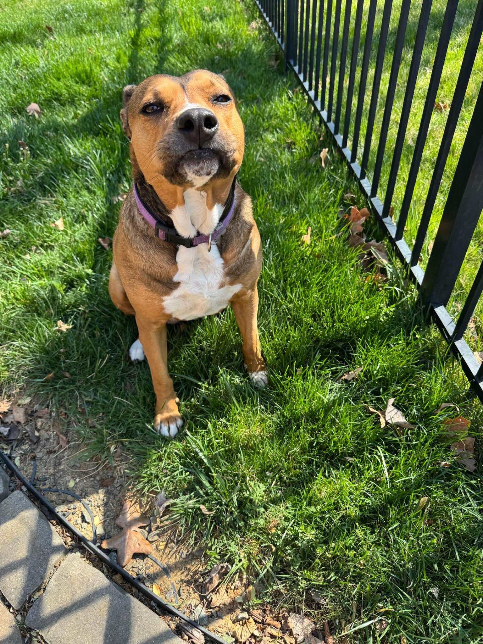 Enlarge Allie, a Adopted mixed breed in Charlotte, NC image 2/6