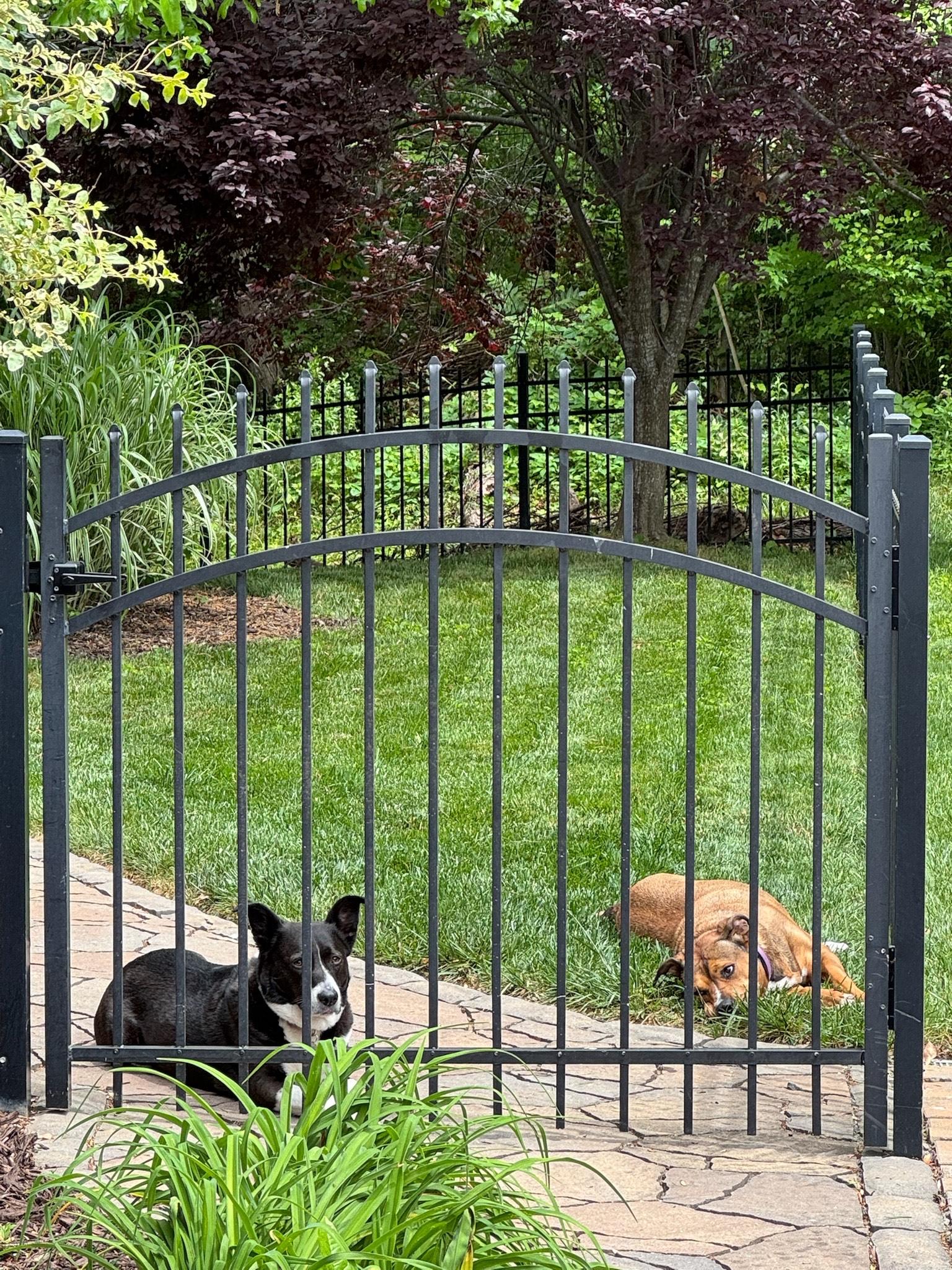 Enlarge Allie, a Adopted mixed breed in Charlotte, NC image 5/6