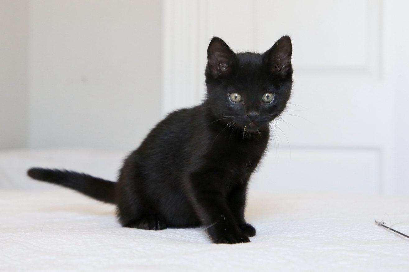 Enlarge Batman, an adopted Domestic Short Hair in Fort Worth, TX image 1/1