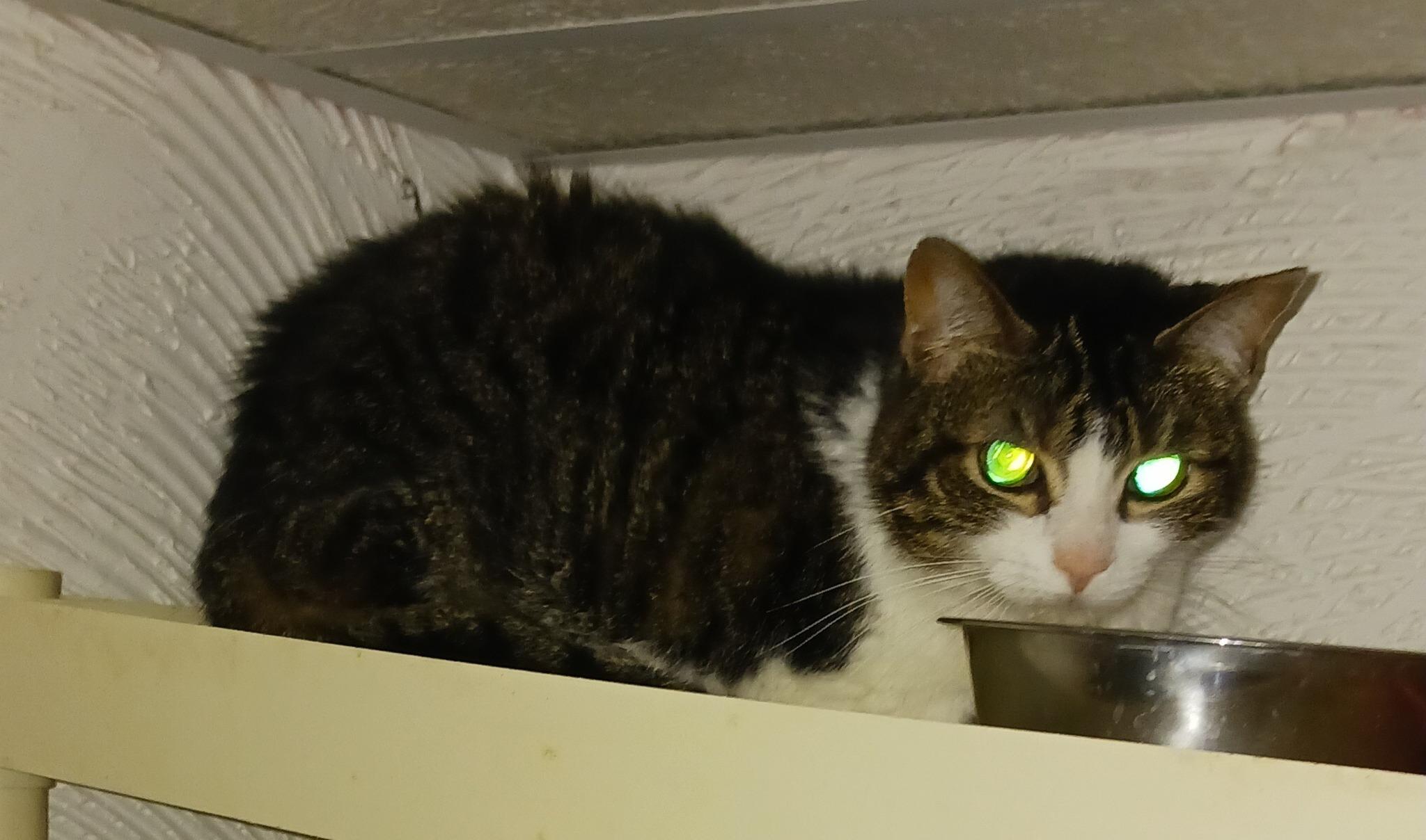 Maria, adopted, Senior Female Domestic Short Hair.