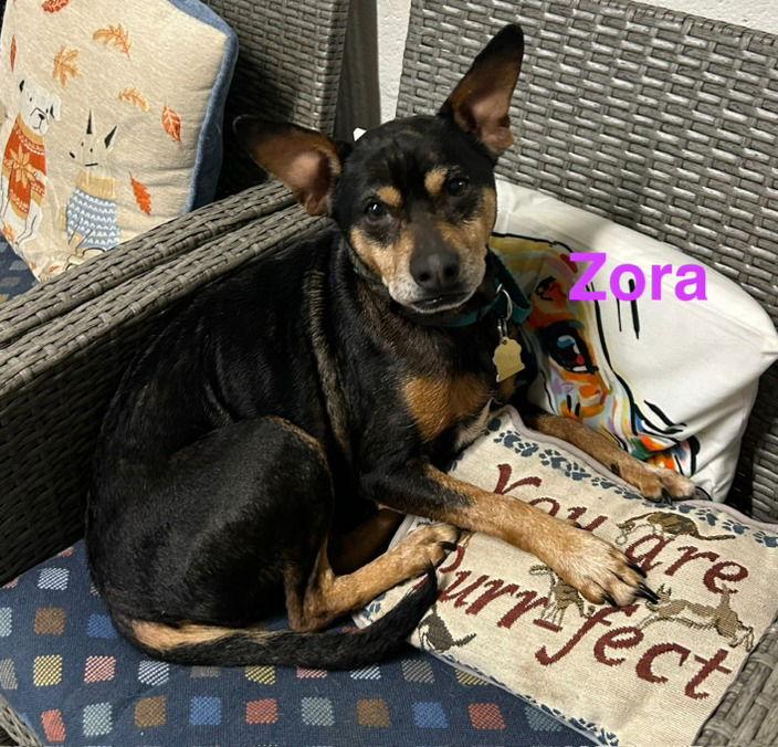 Zora, Adoptable, Senior Female Terrier & Terrier.