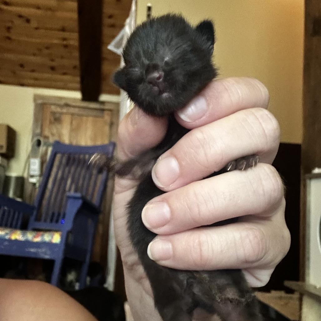 Enlarge Eartha Kitt Lichens, a Adoptable Domestic Short Hair in Woodstock, VA image 2/3